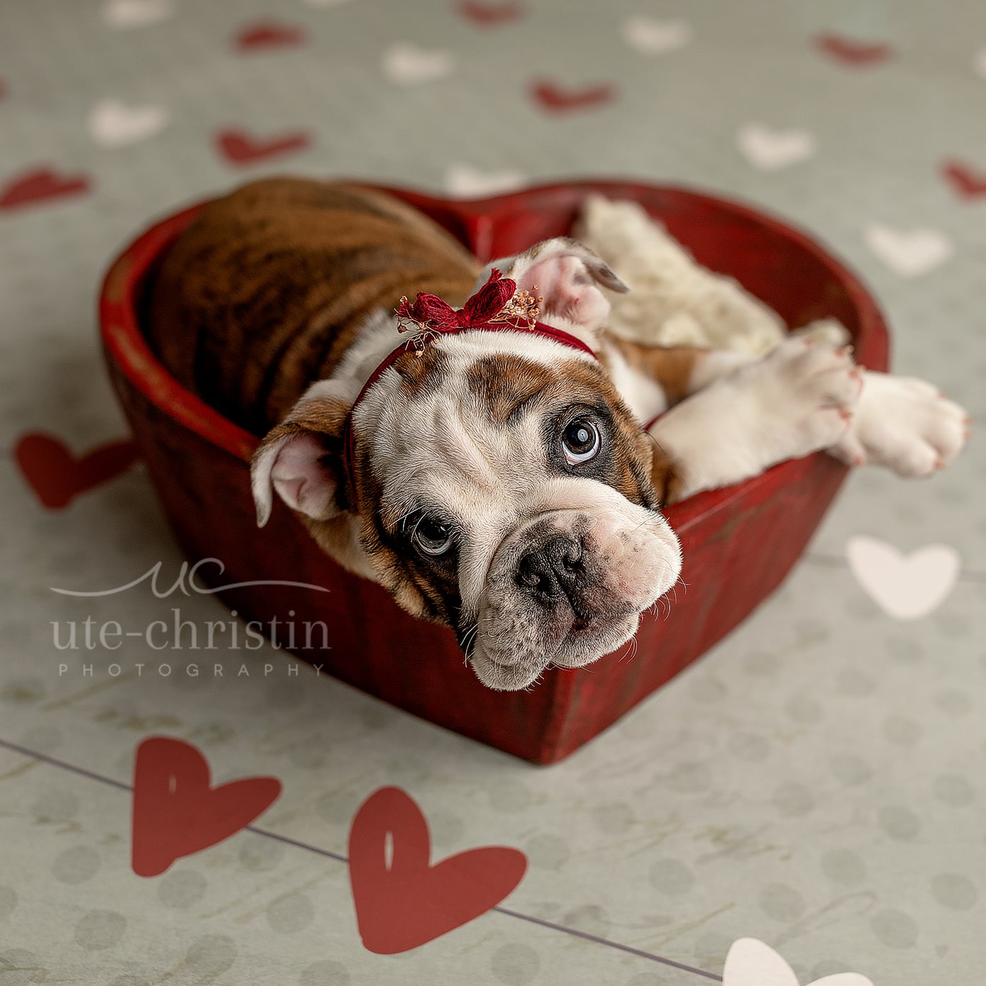 Newborn English Bulldog Puppy Photo For Valentine's Day