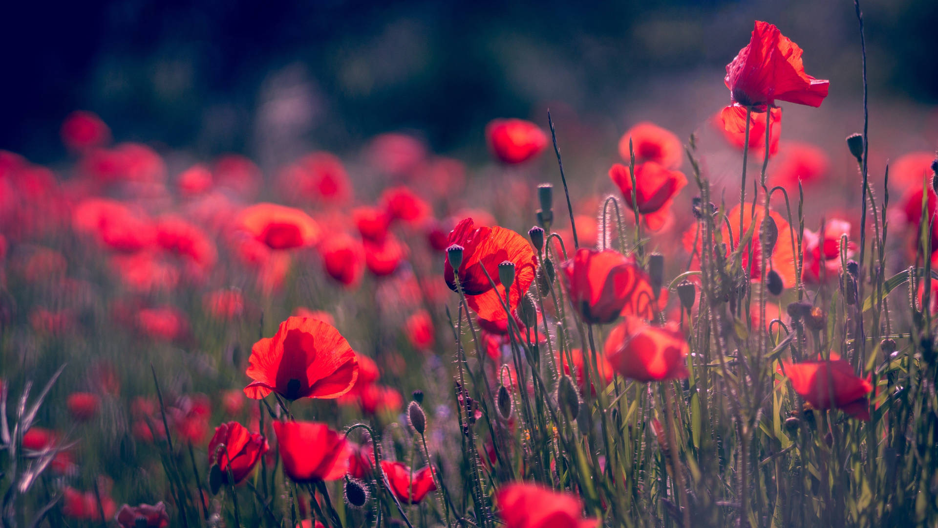 Download Aesthetic Red Spring Flowers Wallpaper