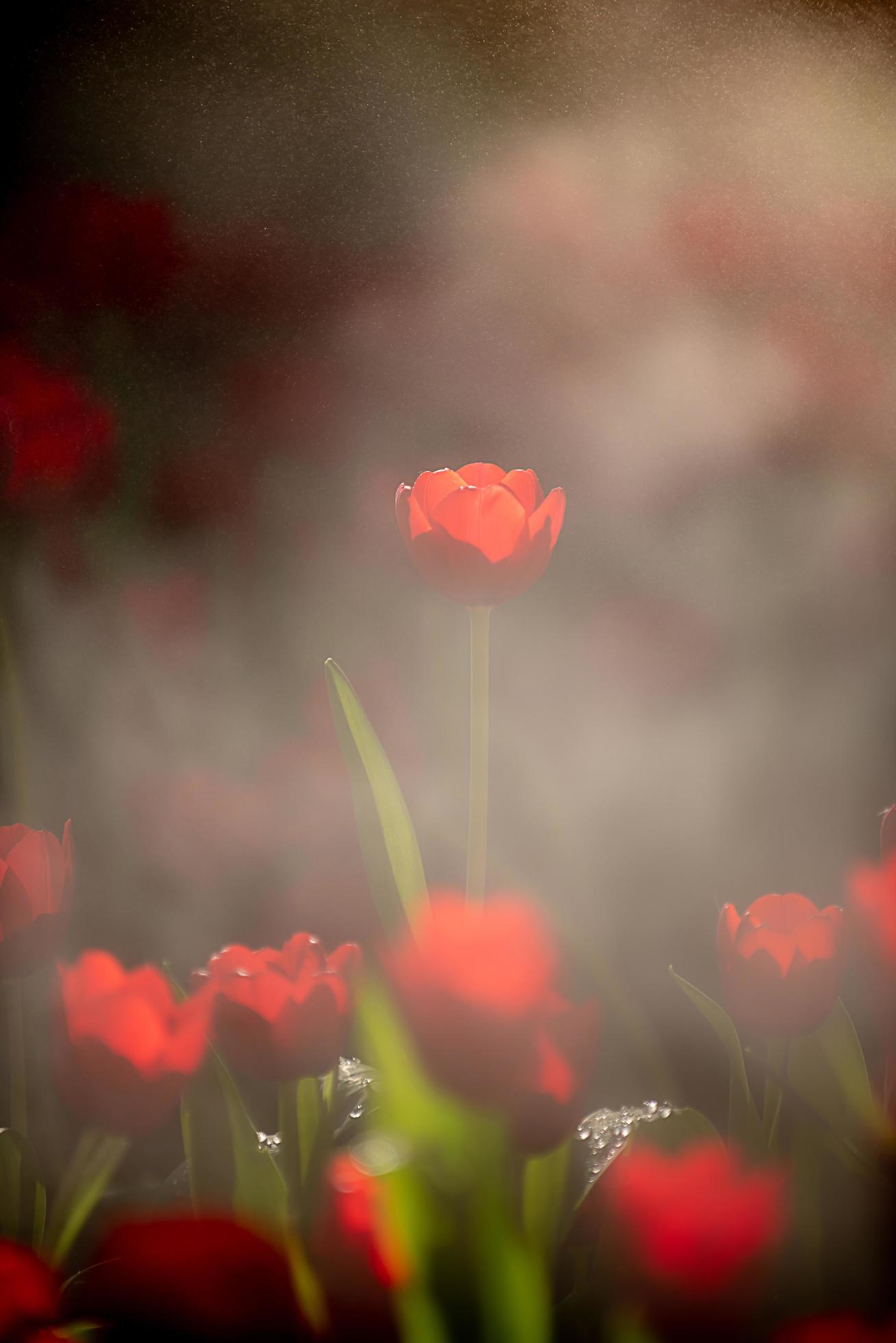 Red tulips in dark tones close up. Fresh spring flowers in the garden with soft sunlight for vertical floral poster, wallpaper or holiday card