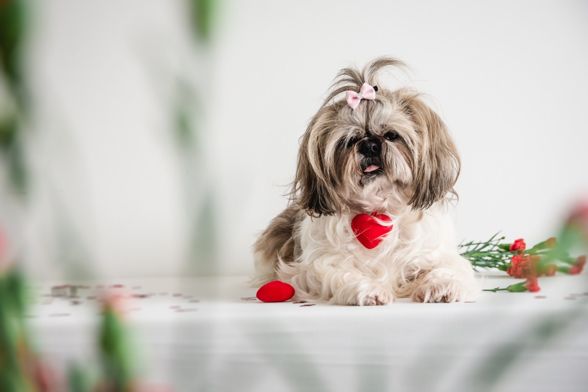 Why Dogs Make Better Valentine's Day Dates Than Humans