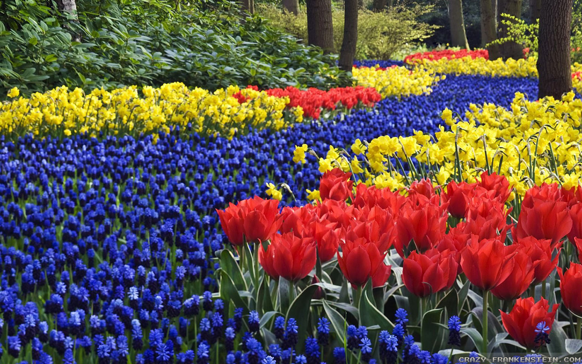 google picture spring flowers