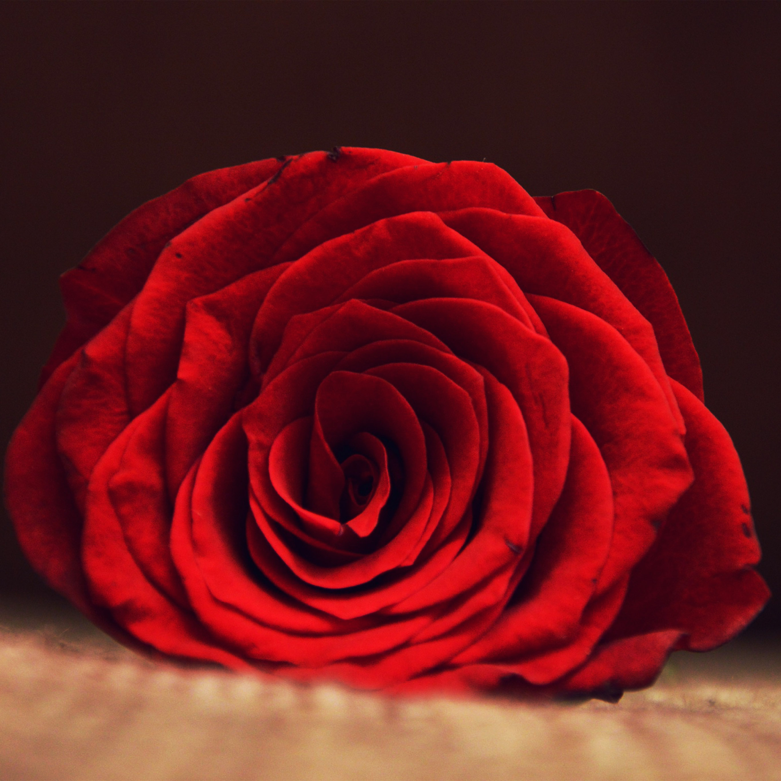 Android wallpaper. rose flower red spring love hot