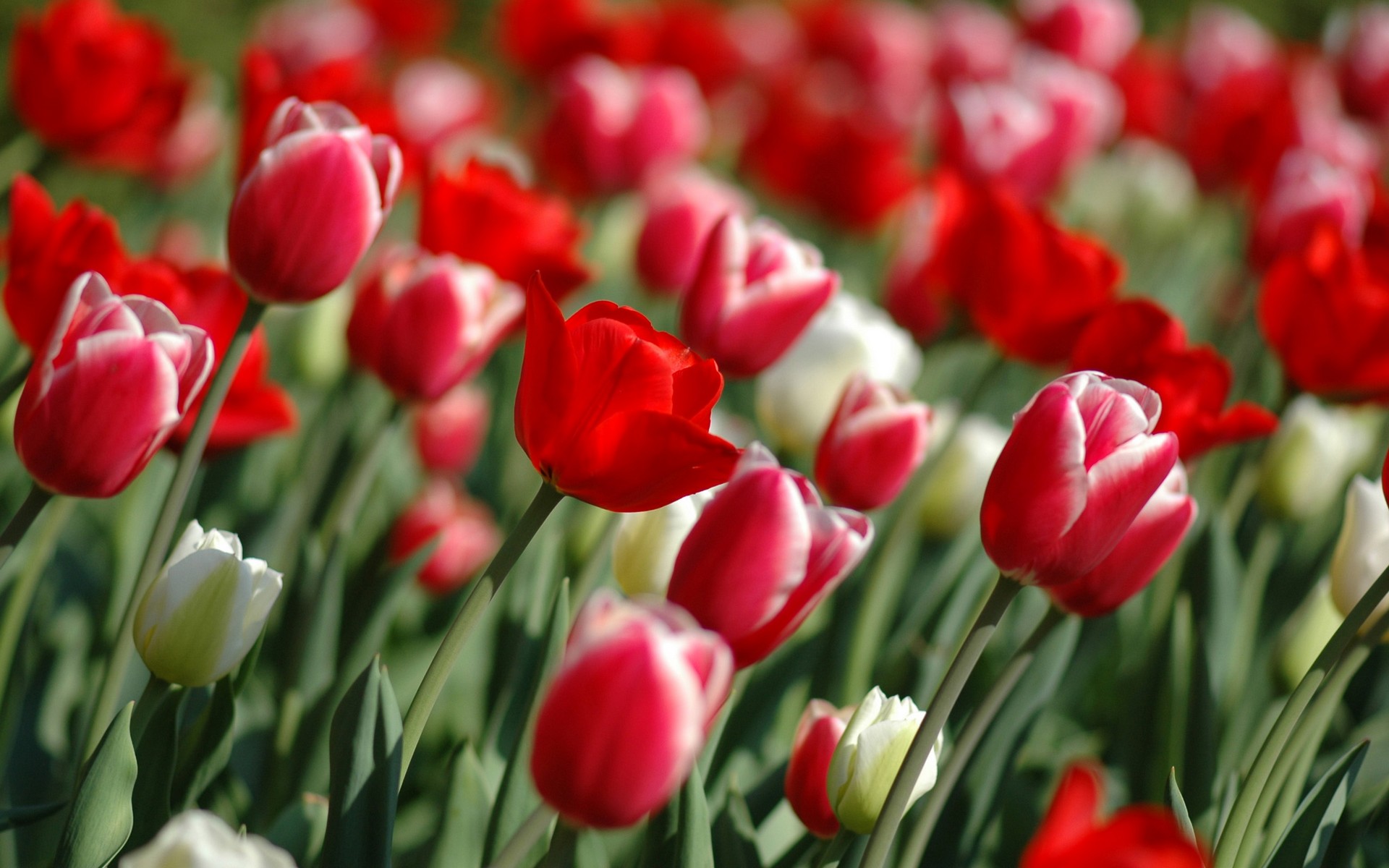 Red Tulips In Spring And Plants Wallpaper