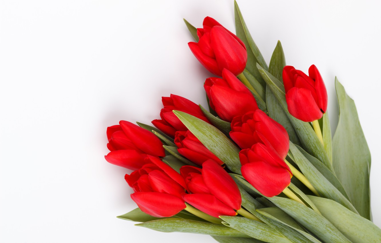 Wallpaper flowers, bouquet, tulips, red, red, fresh, flowers, tulips, spring image for desktop, section цветы
