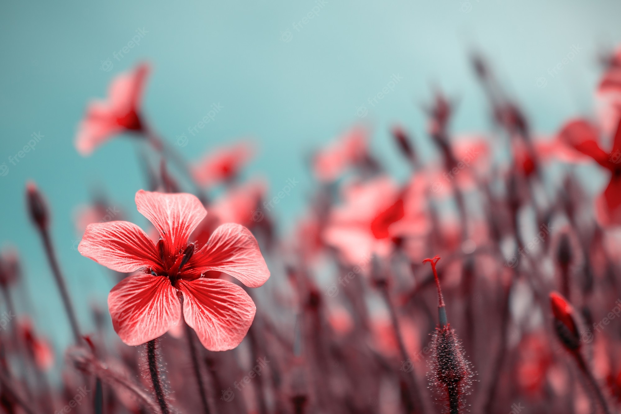 Premium Photo. Beautiful red flowers in spring nature, soft focus. magic colorful artistic image tenderness of nature, spring floral wallpaper