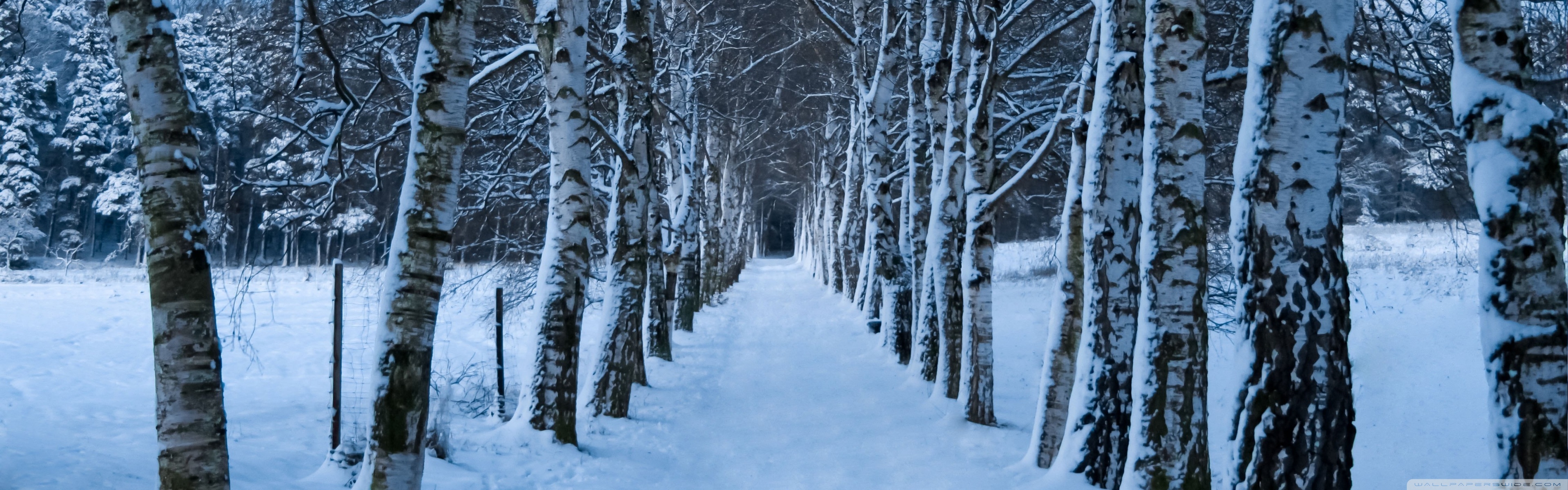 Birch Trees Alley, Winter Ultra HD Desktop Background Wallpaper for 4K UHD TV, Multi Display, Dual Monitor, Tablet
