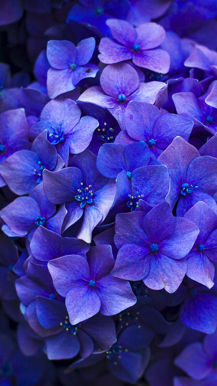 Pretty Flowers iPhone Wallpaper