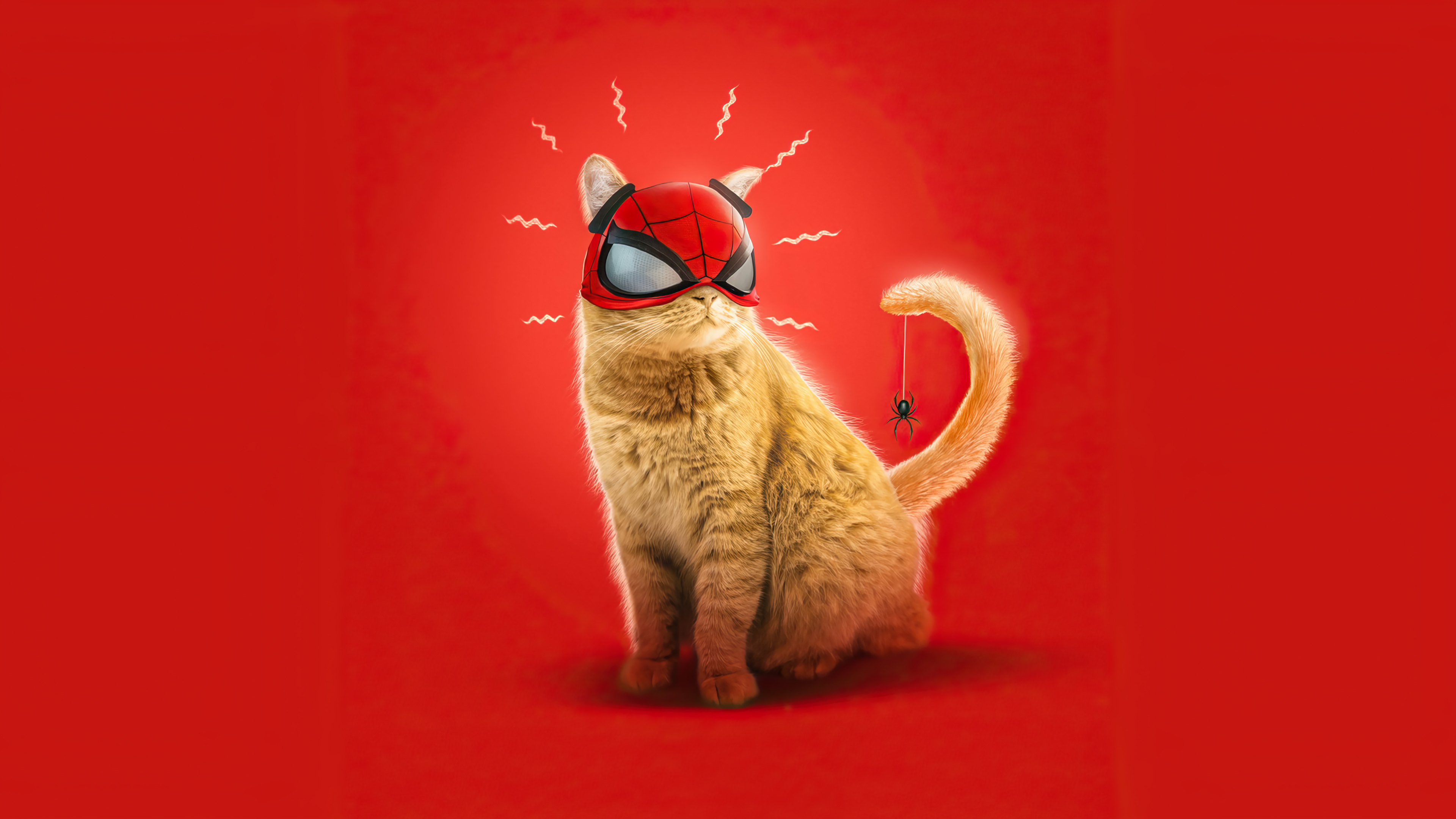 Spider Cat HD Wallpaper And Background