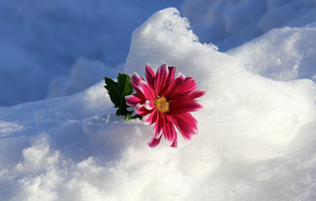 Wallpaper winter, flower, snow image for desktop, section природа