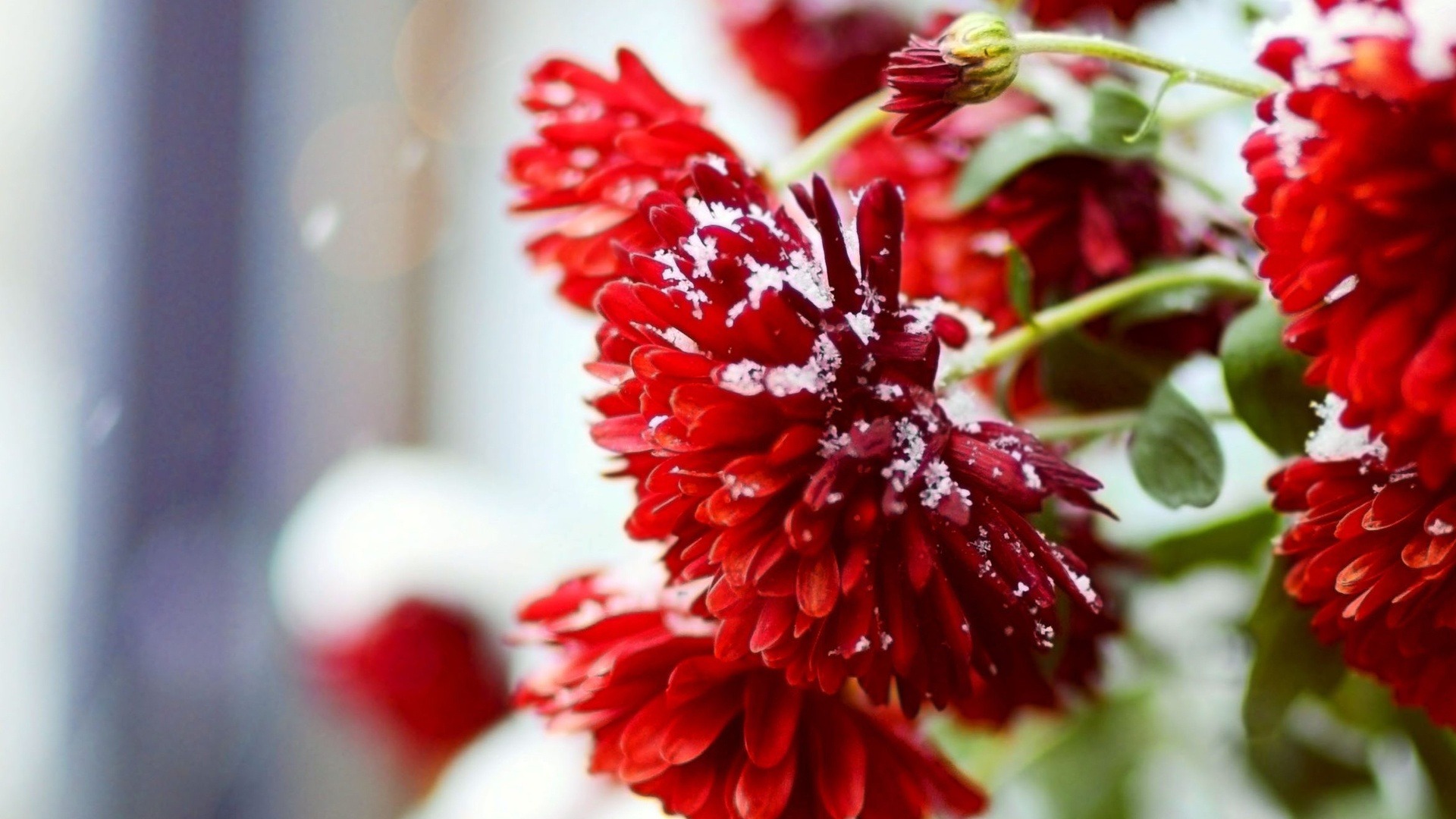 Snow Over Red Flowers Desktop Wallpaper Winter Scenery
