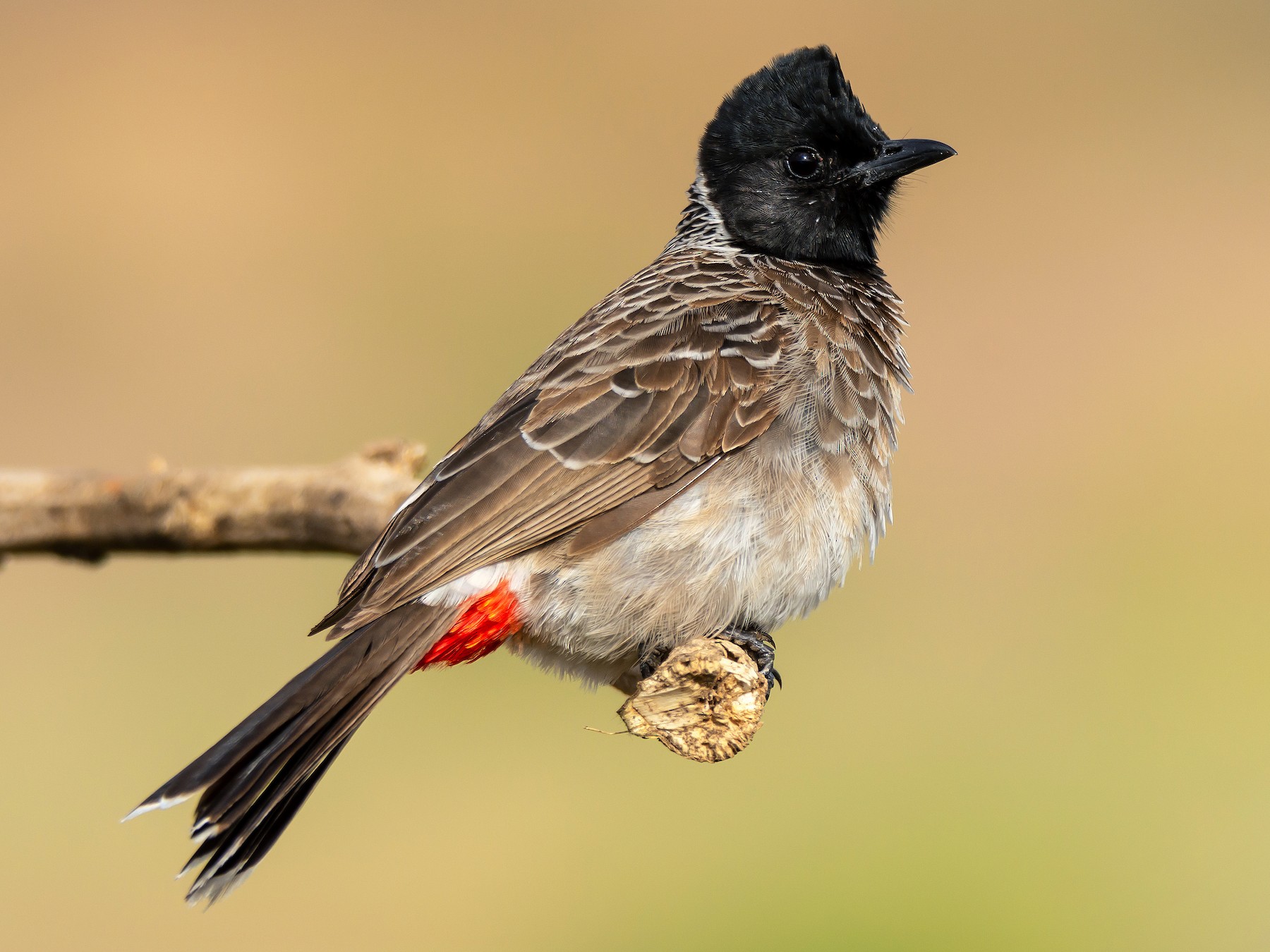 Wallpaper : birds, animals, love, sky, branch, wildlife, beak, Falcon,  tree, outdoor, finch, beauty, bulbul, feather, flickrunitedaward, pair,  fauna, nikond7100, twig, perching bird, birdphotography, smallbirds,  yellowventedbulbul, tamron150600, house ...