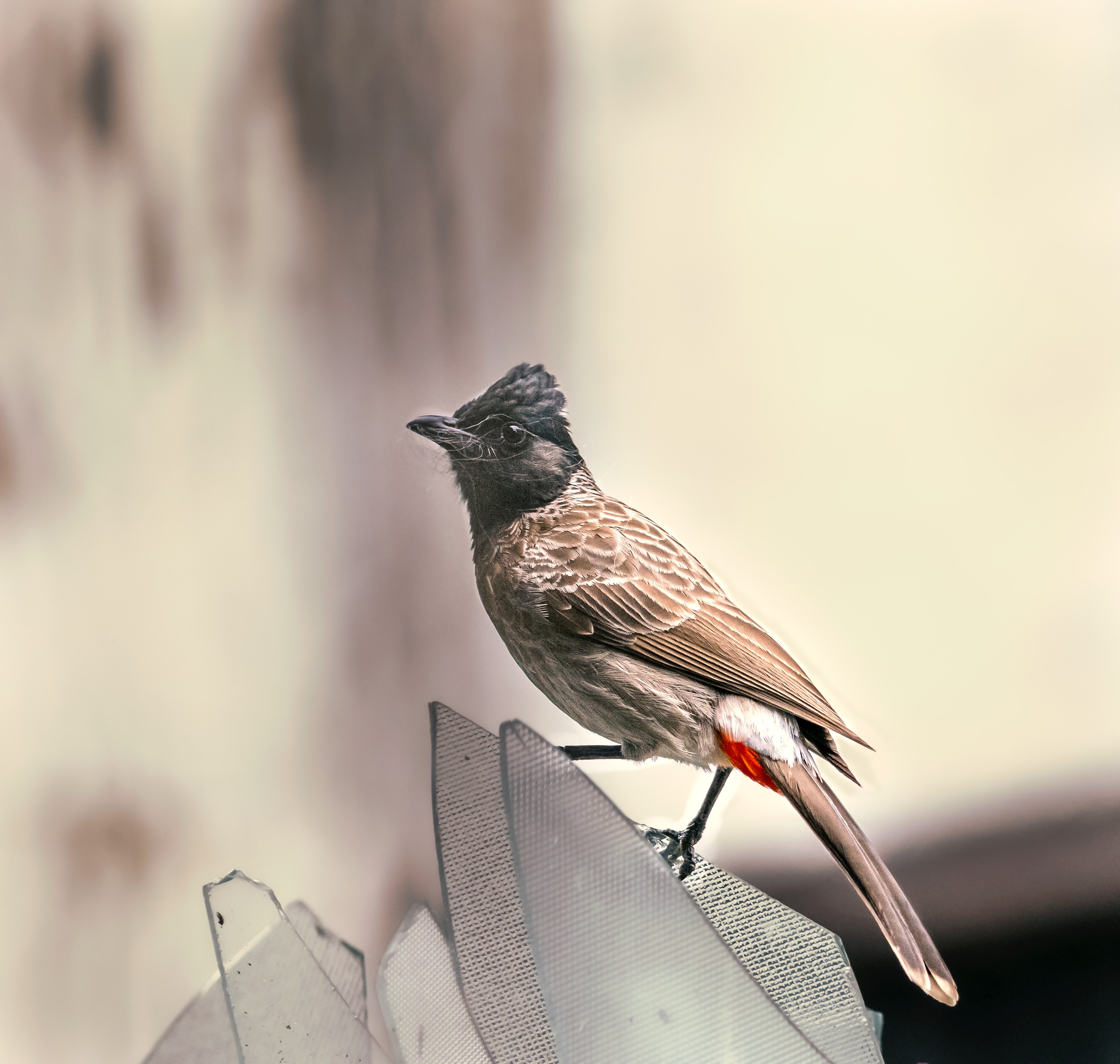 Red Vented Bulbul Bird, Natural, Nature, Wallpaper Stock Photo - Image of  nature, natural: 162167962