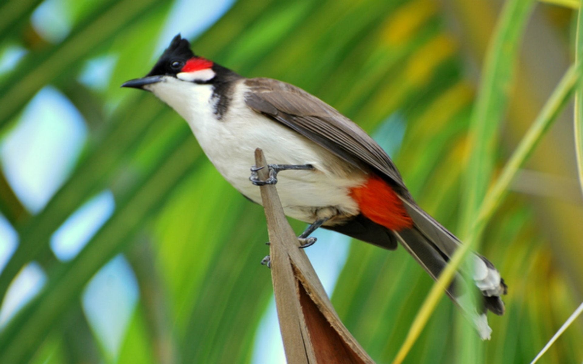 Red-Vented Bulbul Bird Ultra HD Desktop Background Wallpaper for 4K UHD TV  : Widescreen & UltraWide Desktop & Laptop : Tablet : Smartphone