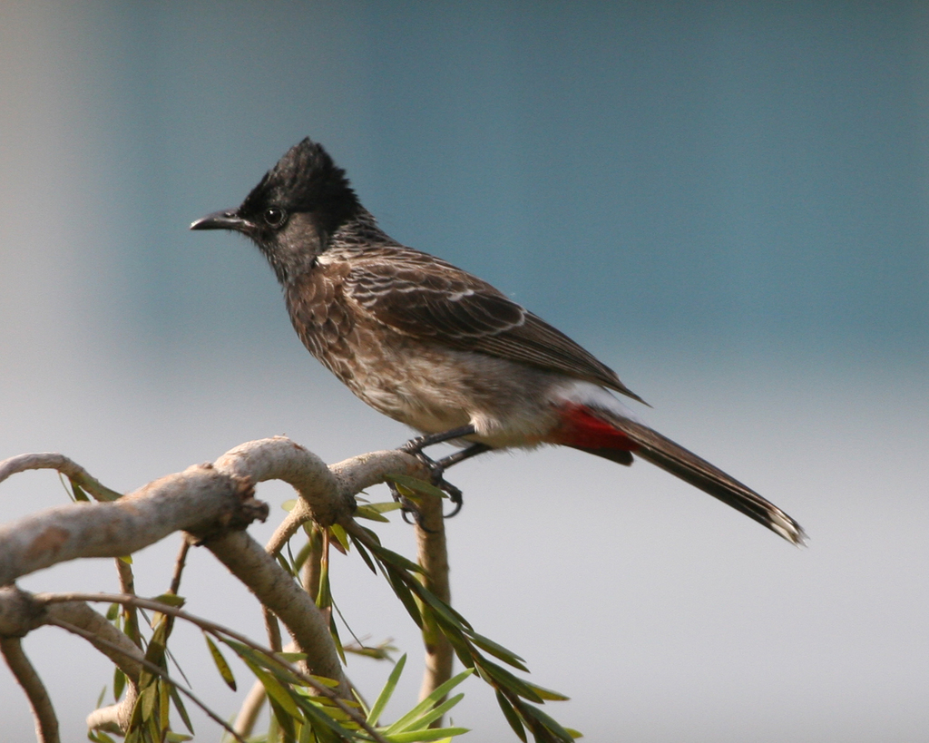 Red Vented Bulbul Wallpapers Wallpaper Cave
