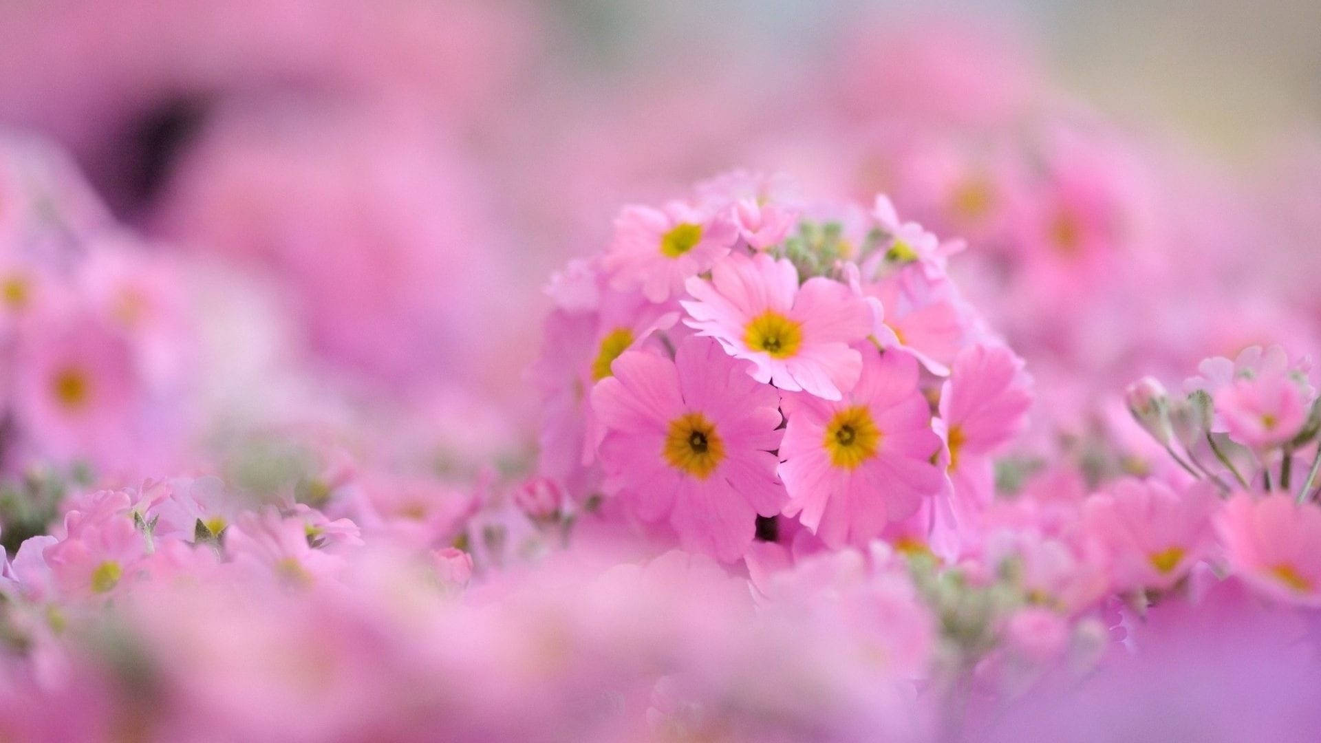 Download Aesthetic Chromebook Pink Flowers Wallpaper