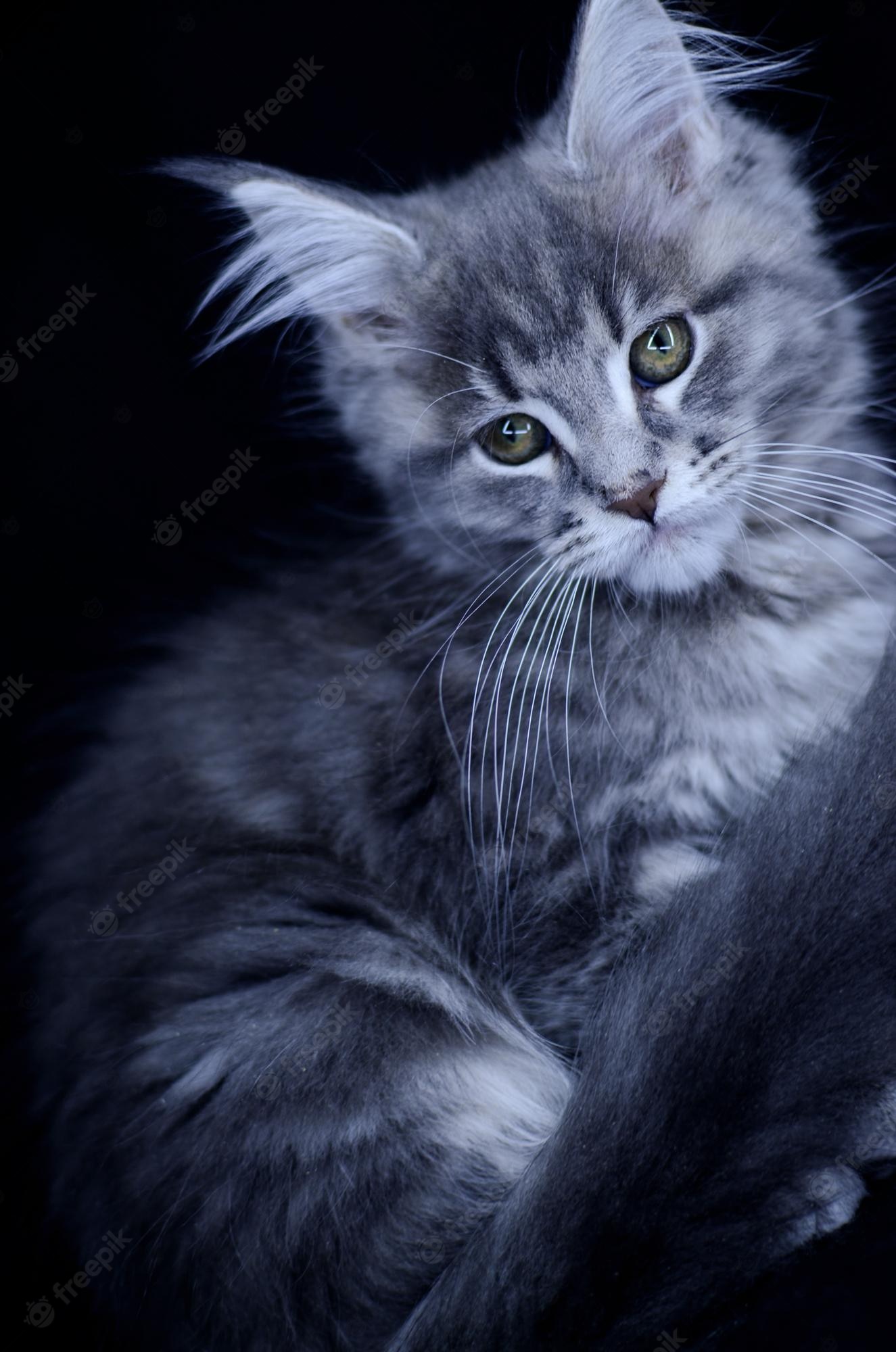 Grey Maine Coon Wallpapers Wallpaper Cave 2272