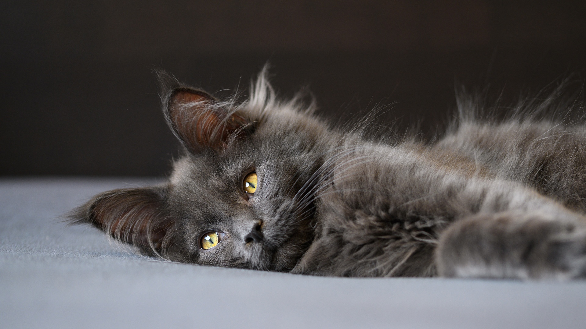 Desktop Wallpaper Maine Coon cat esting Grey Fluffy 1920x1080