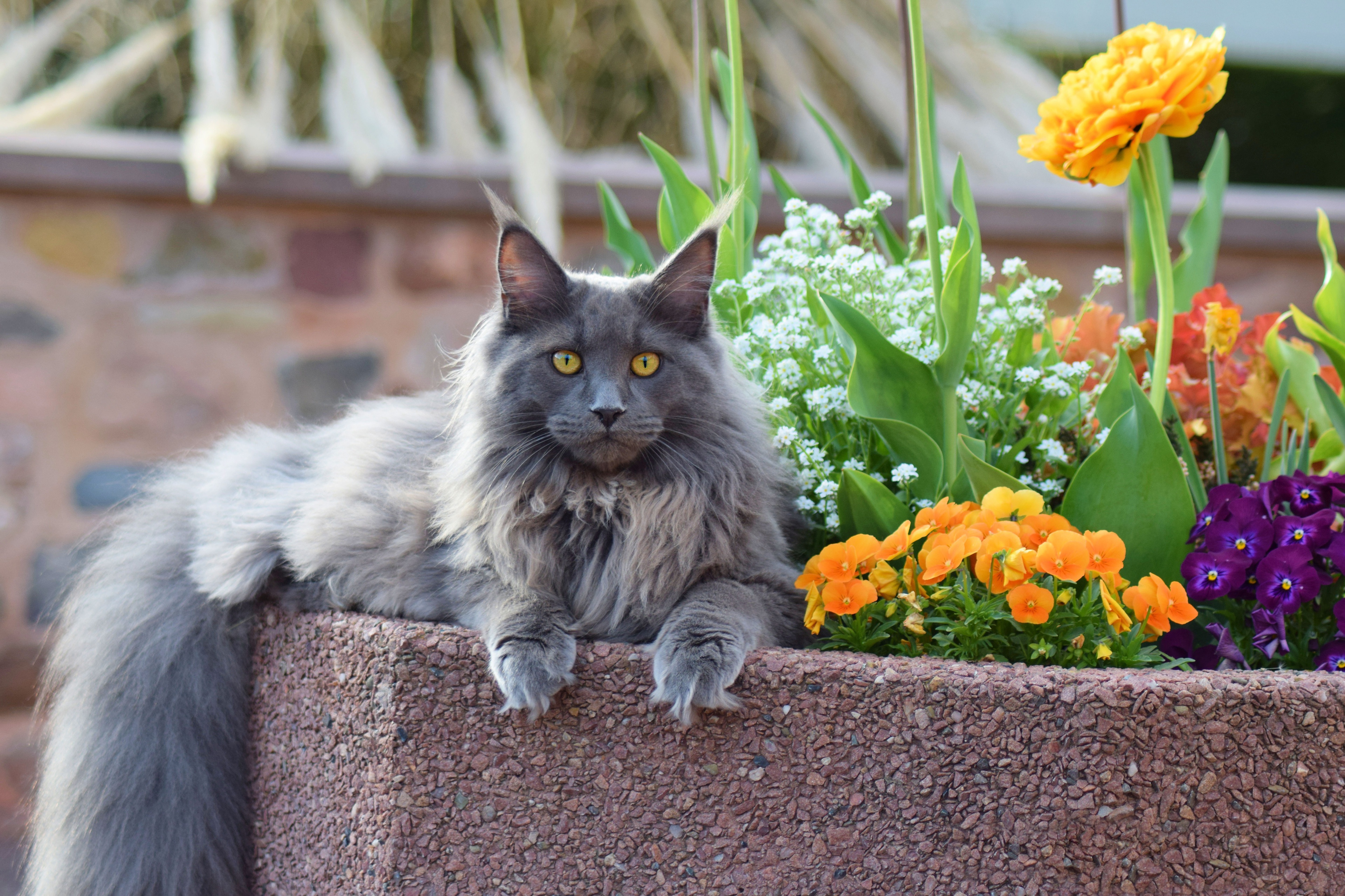 Maine Coon HD Wallpaper and Background