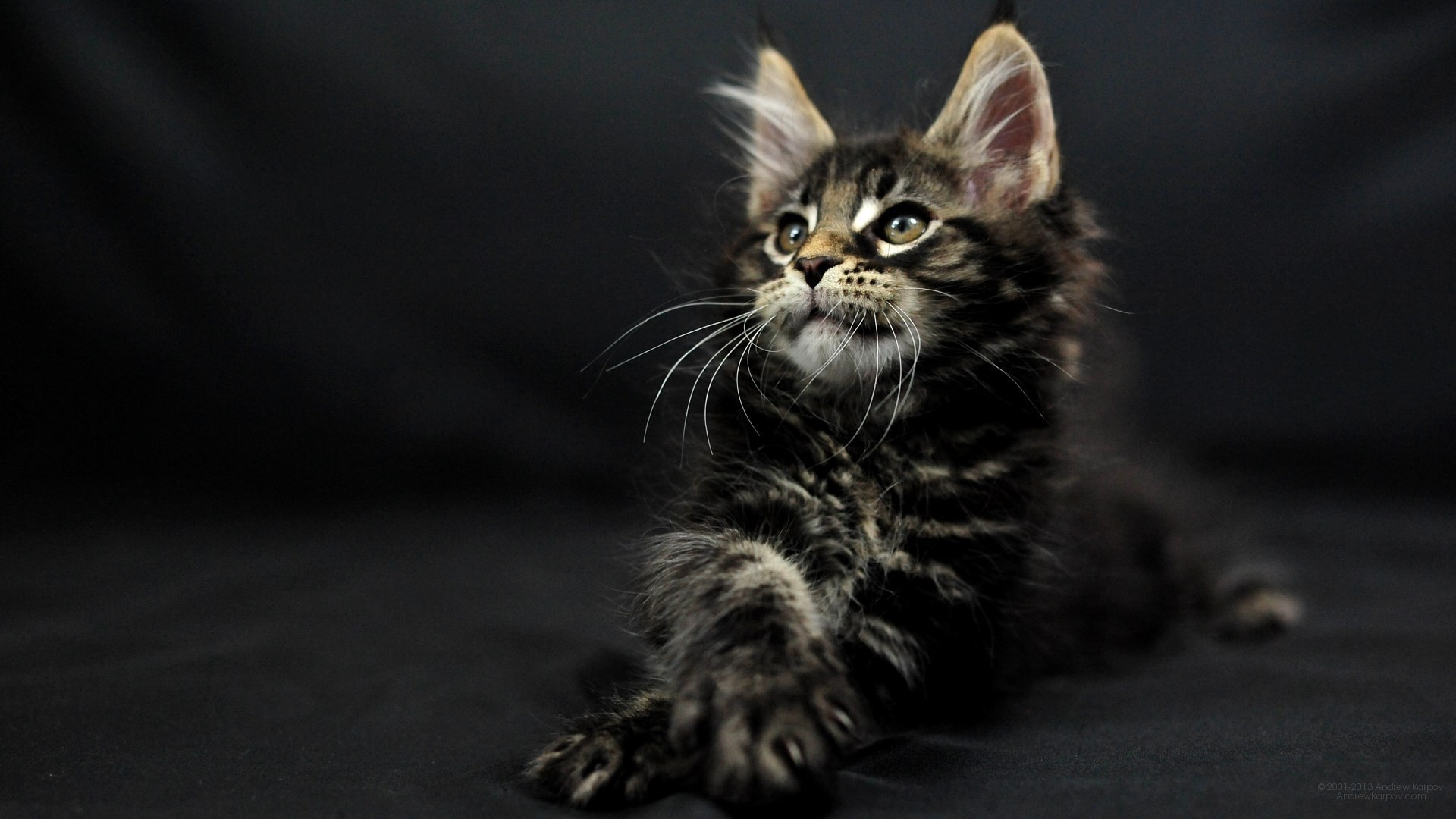 Maine Coon Wallpaper