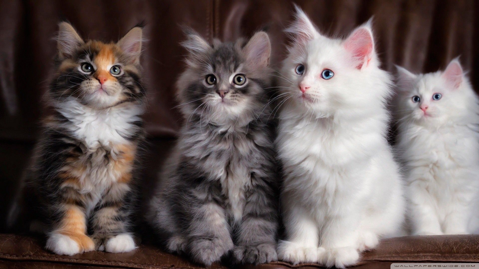Maine Coon Kittens Wallpaper