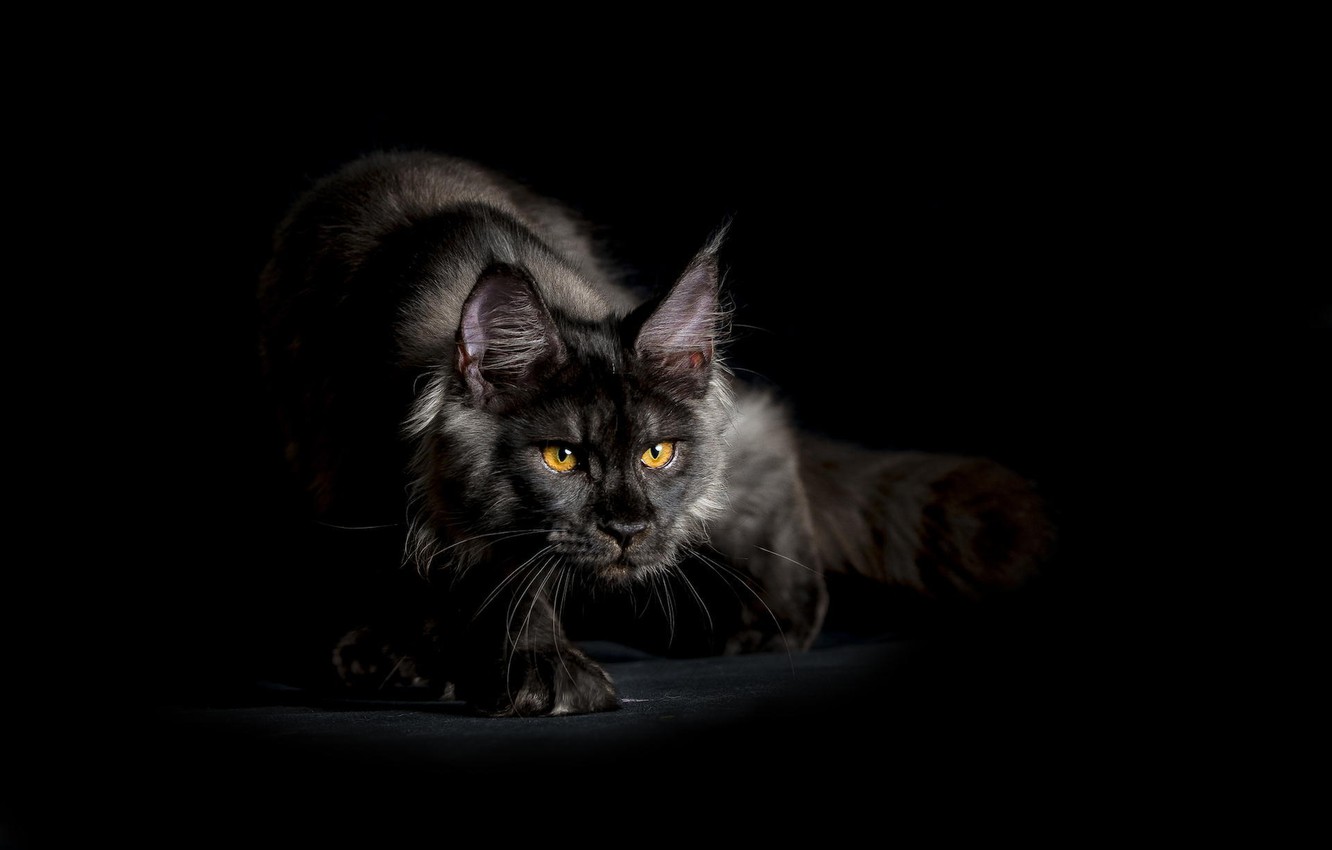 Wallpaper cat, look, background, black, sneaks, shaggy, Maine Coon image for desktop, section кошки