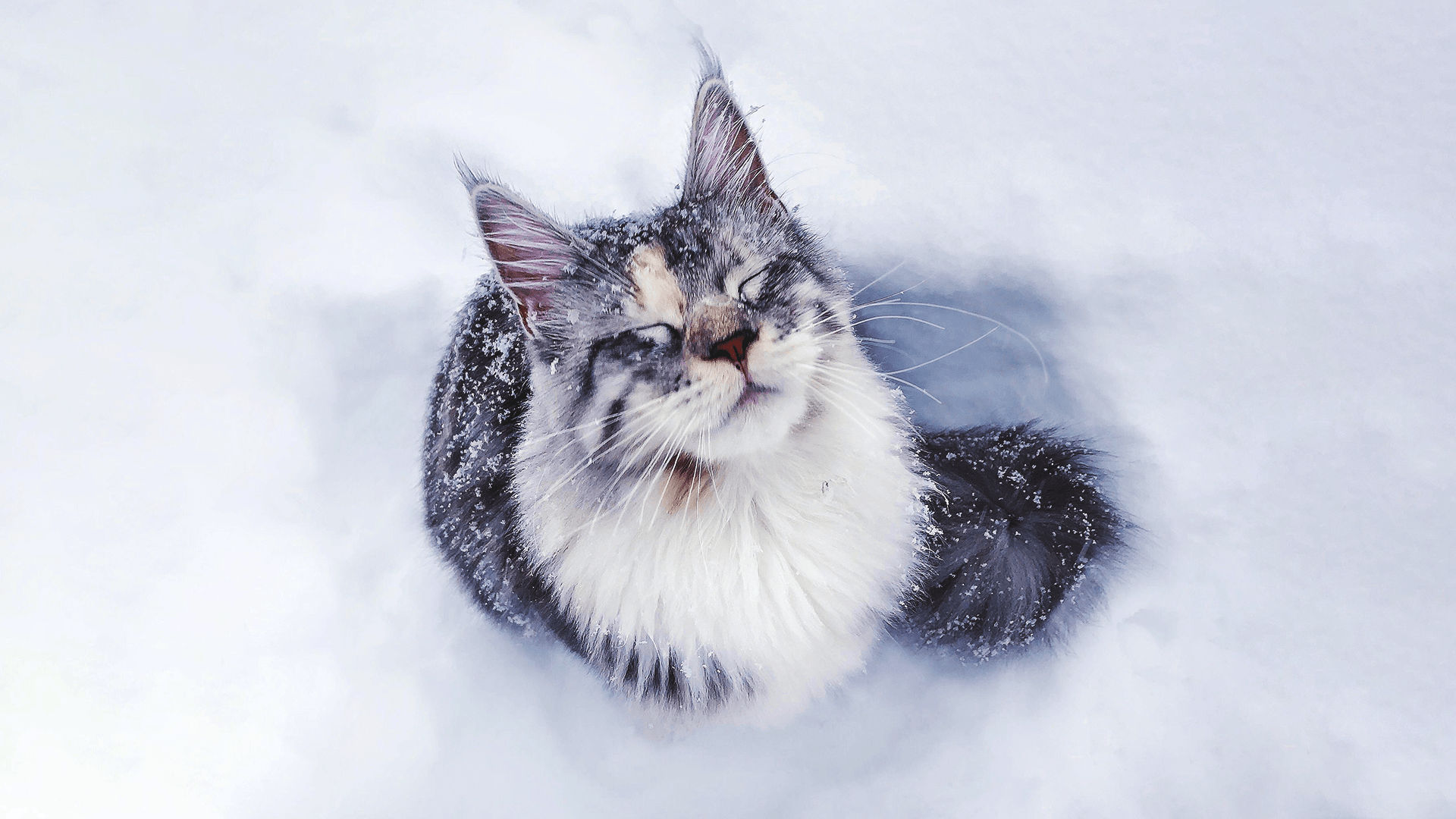 Maine Coon Picture & Videos