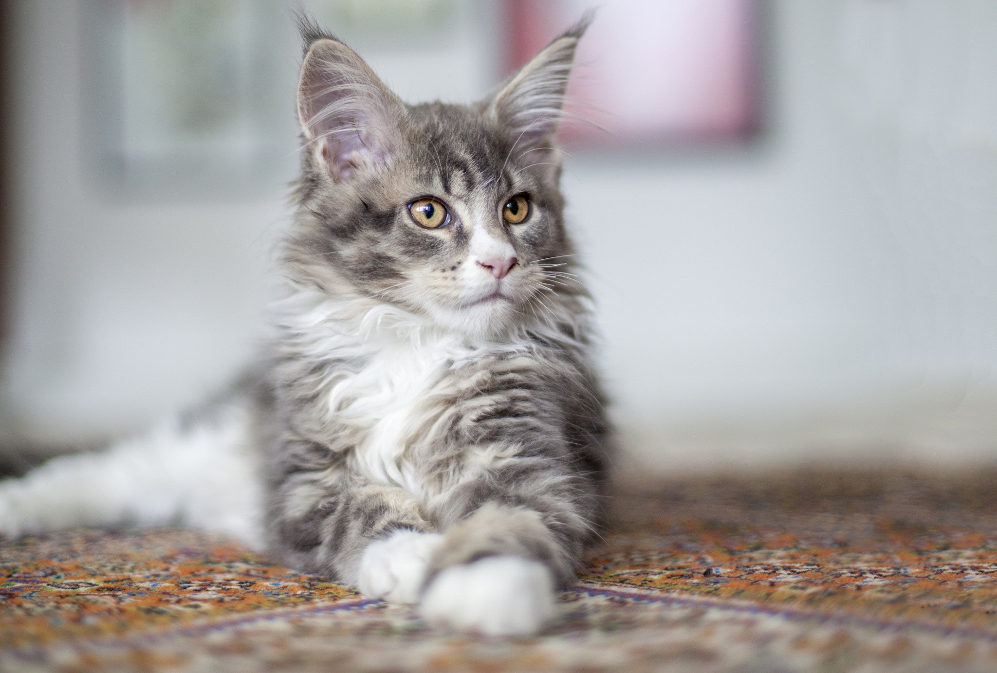 cat, Animals, Maine Coon Wallpaper HD / Desktop and Mobile Background