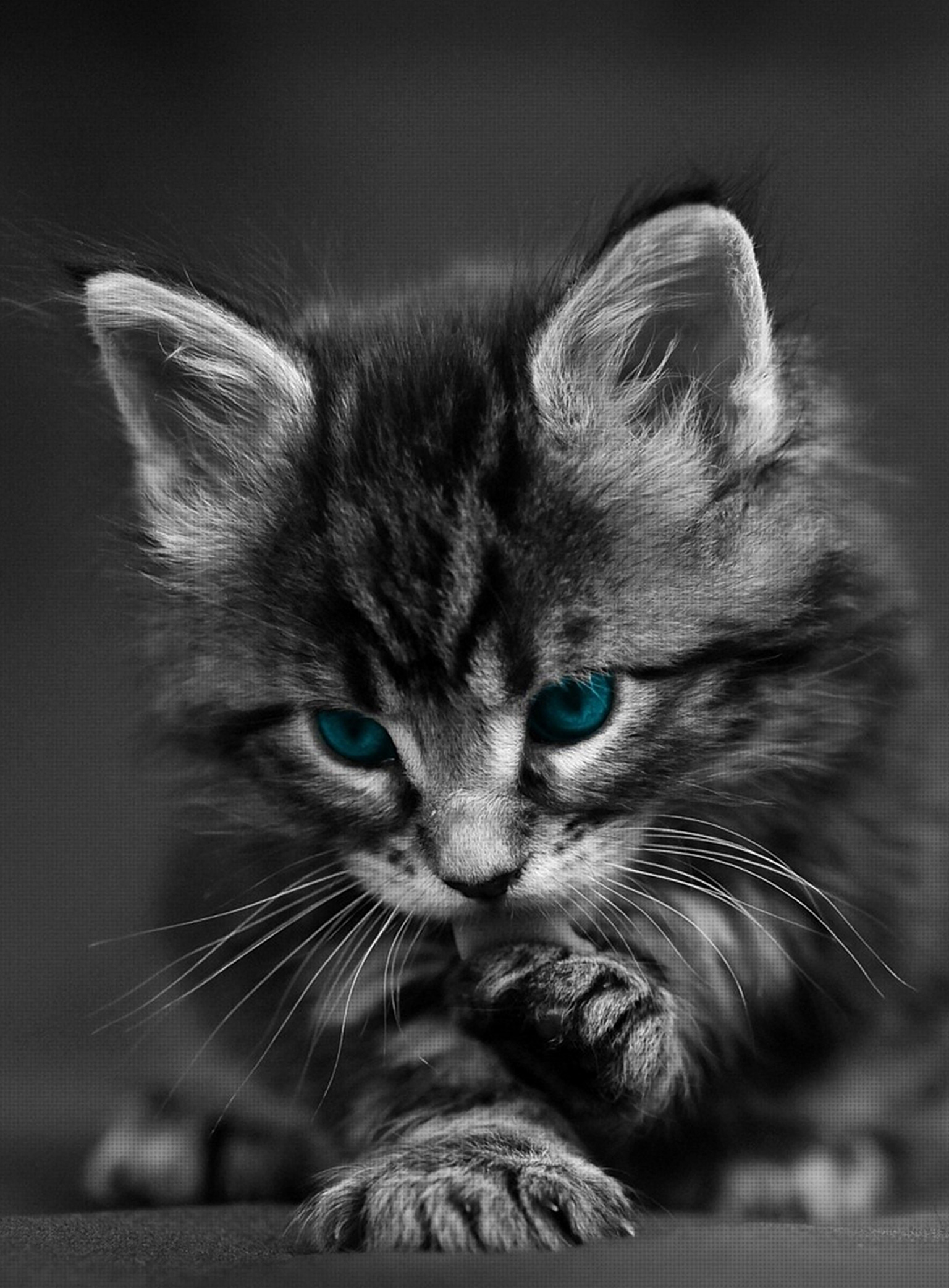 iPhone Maine Coon Wallpaper