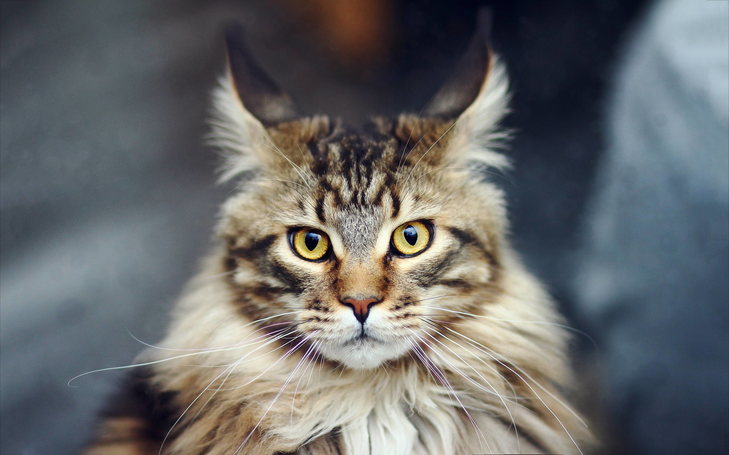 Maine Coon Wallpaper