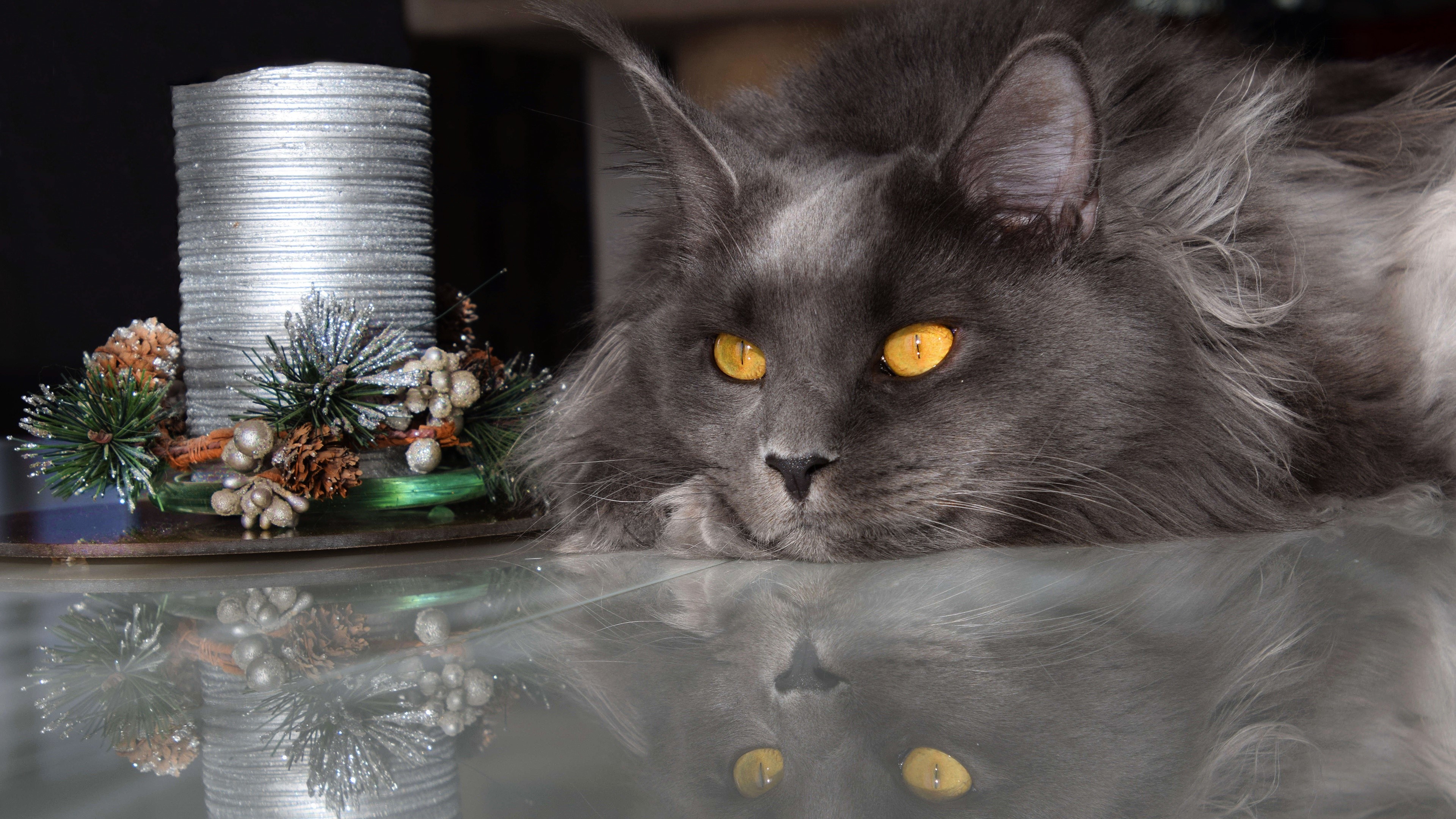 4K, Cats, Maine Coon, Christmas, Glance, Grey Gallery HD Wallpaper