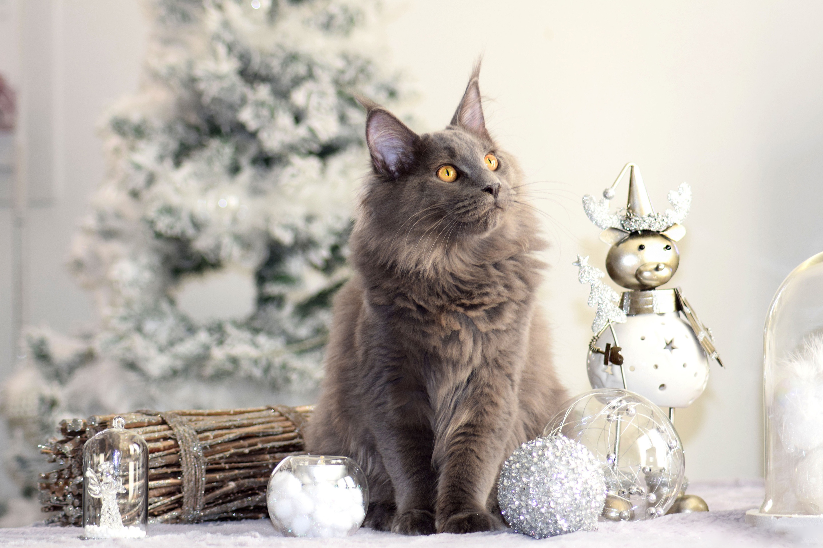Maine Coon HD Wallpaper and Background