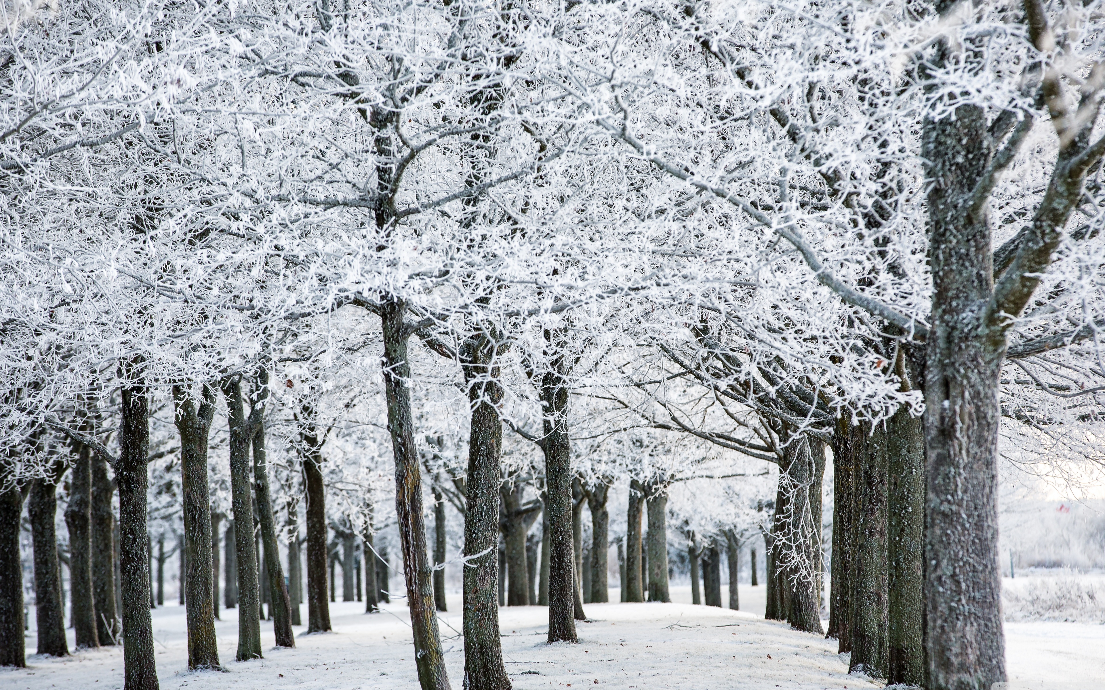 Frozen Trees, Winter Ultra HD Desktop Background Wallpaper for 4K UHD TV, Widescreen & UltraWide Desktop & Laptop, Tablet