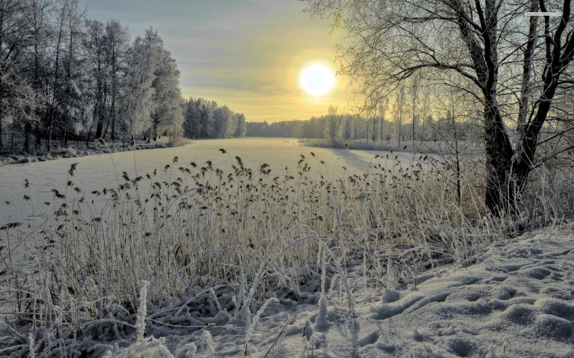 Frozen Lake Trees Snow Sun wallpaper. Frozen Lake Trees Snow Sun