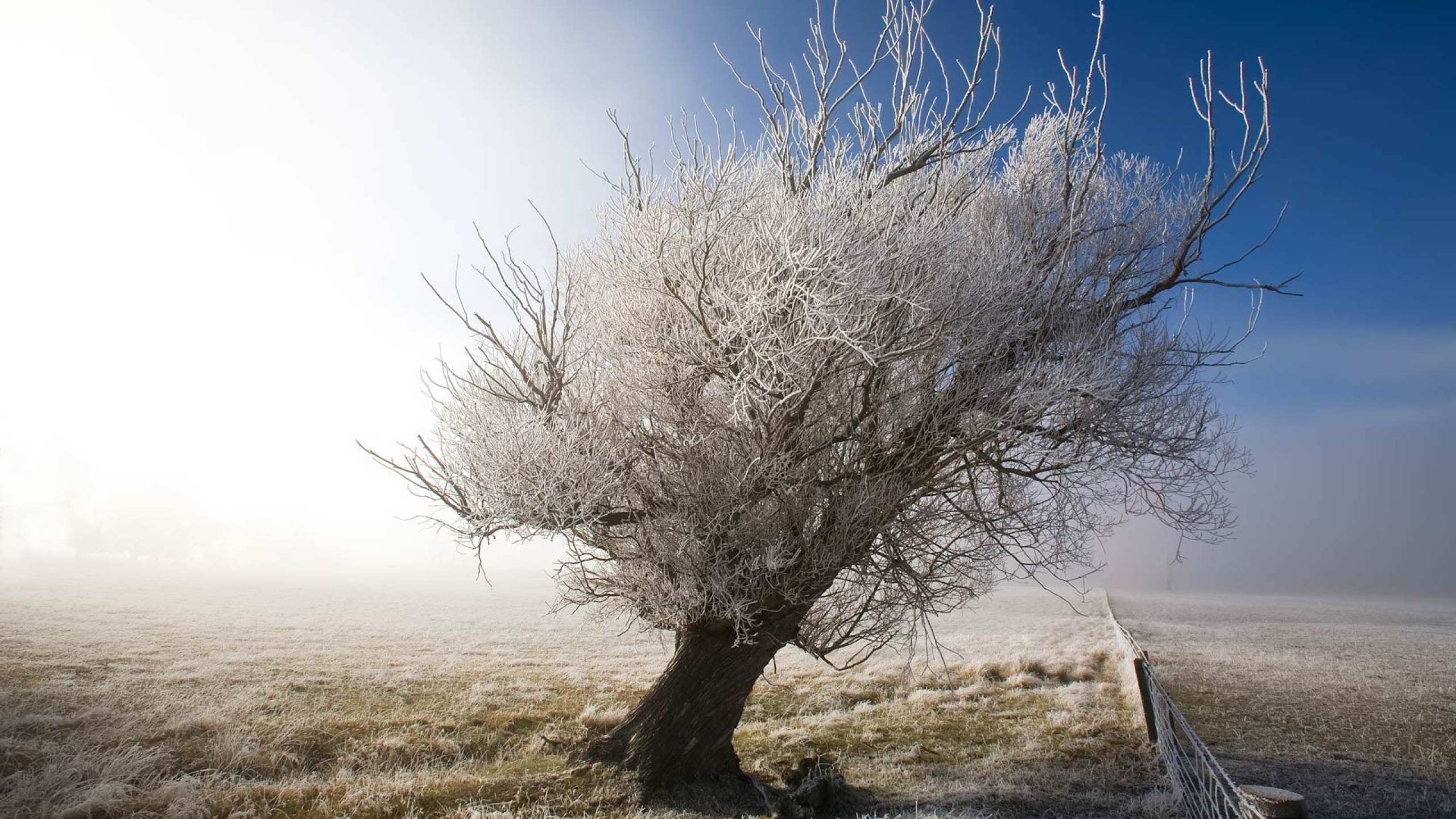 Frozen Tree