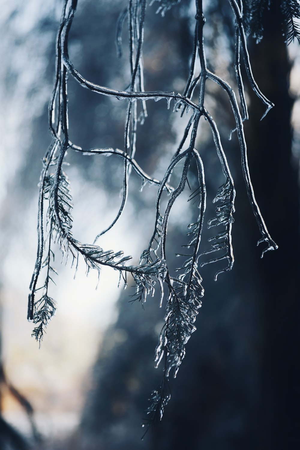 frozen tree branches photo