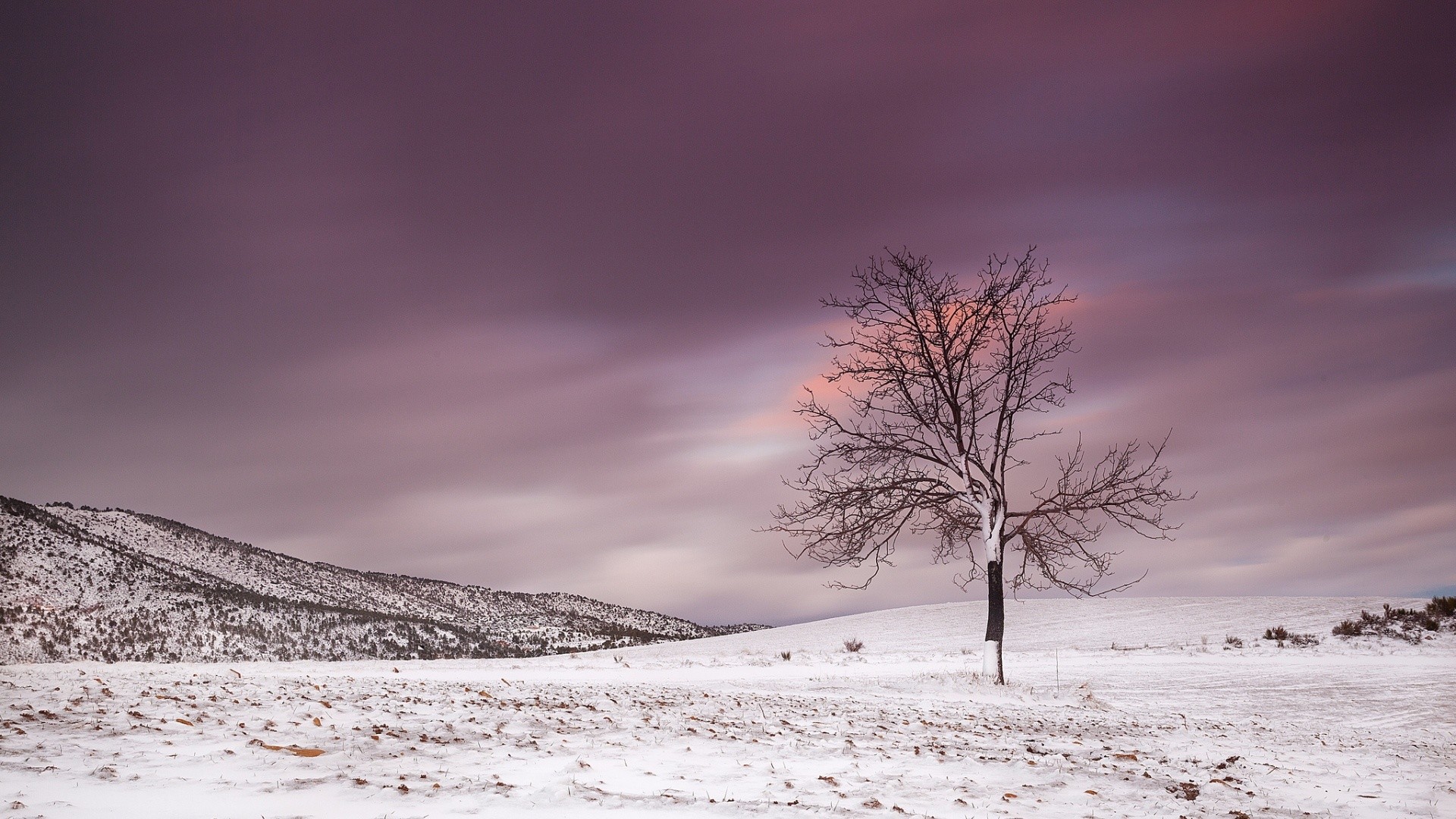 ALONE FROZEN TREE WALLPAPER