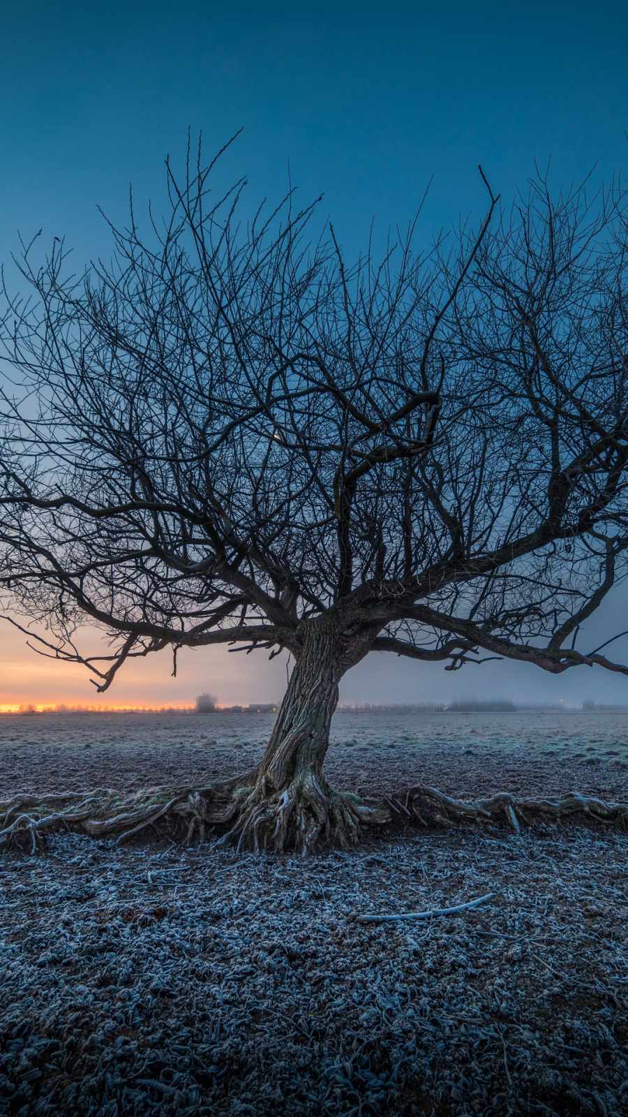 Frozen Tree IPhone Wallpaper Wallpaper, iPhone Wallpaper