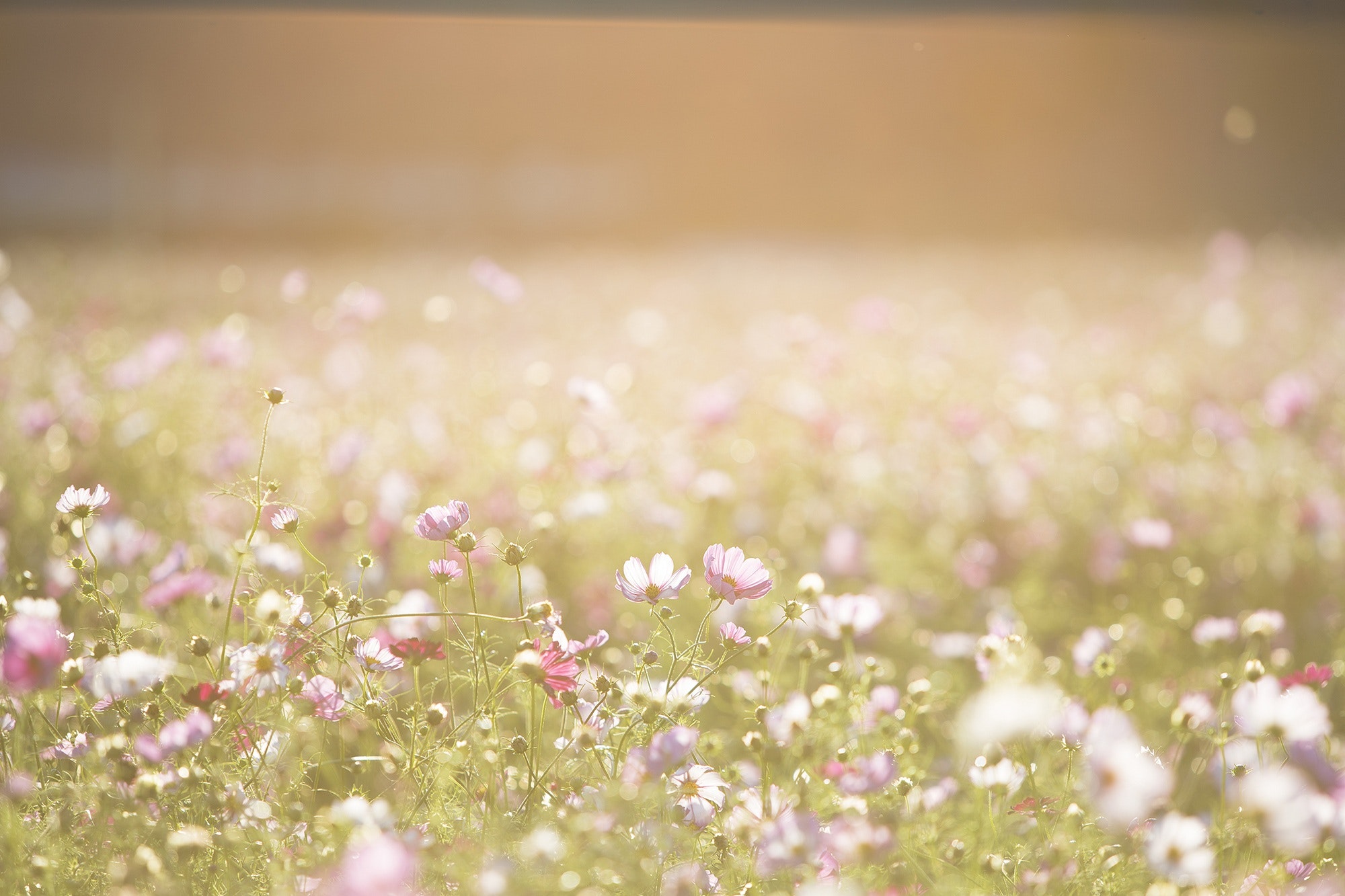 Spring Background Photo, Download The BEST Free Spring Background & HD Image