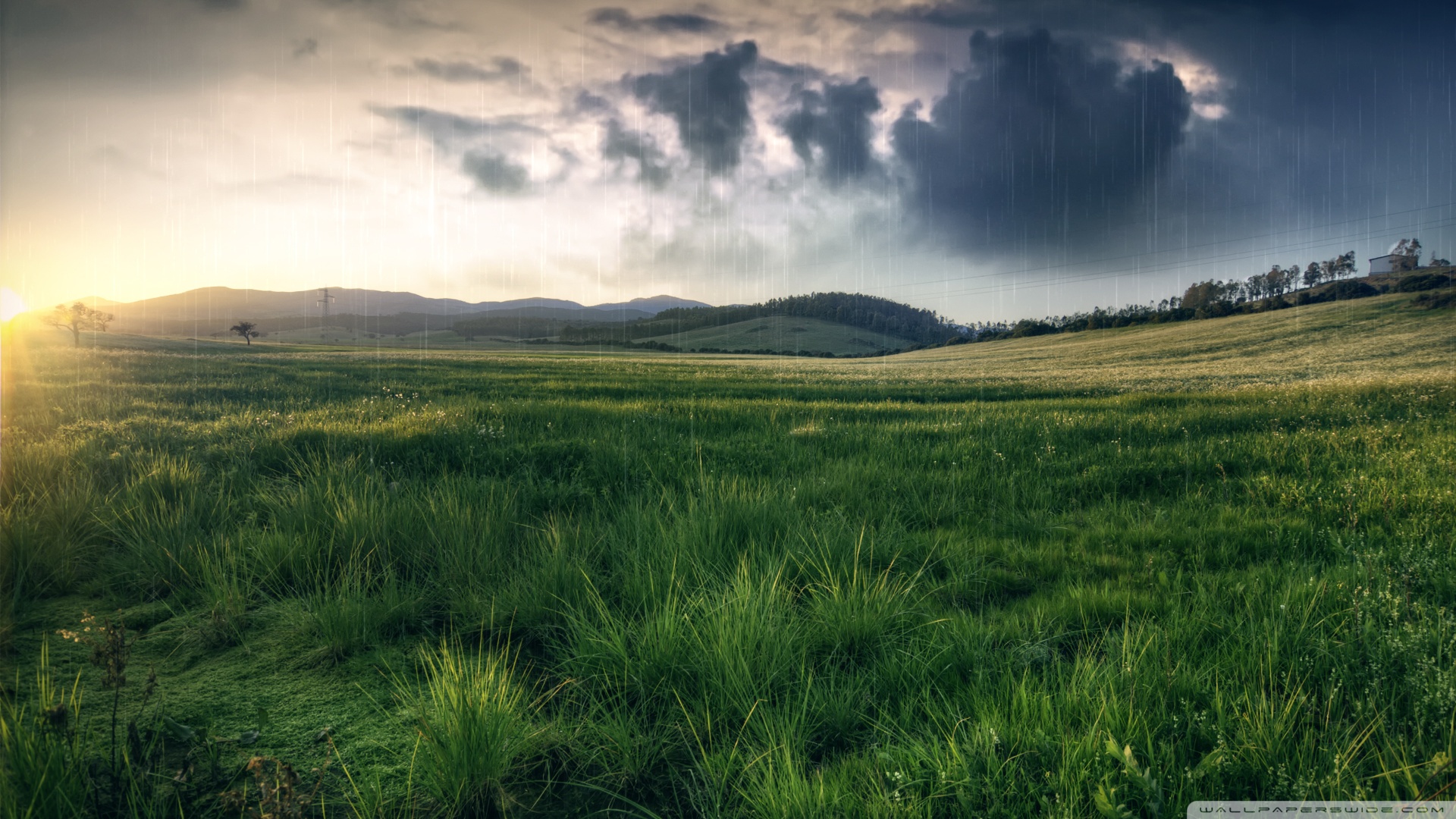 SpringTime Rain Ultra HD Desktop Background Wallpaper for 4K UHD TV, Tablet