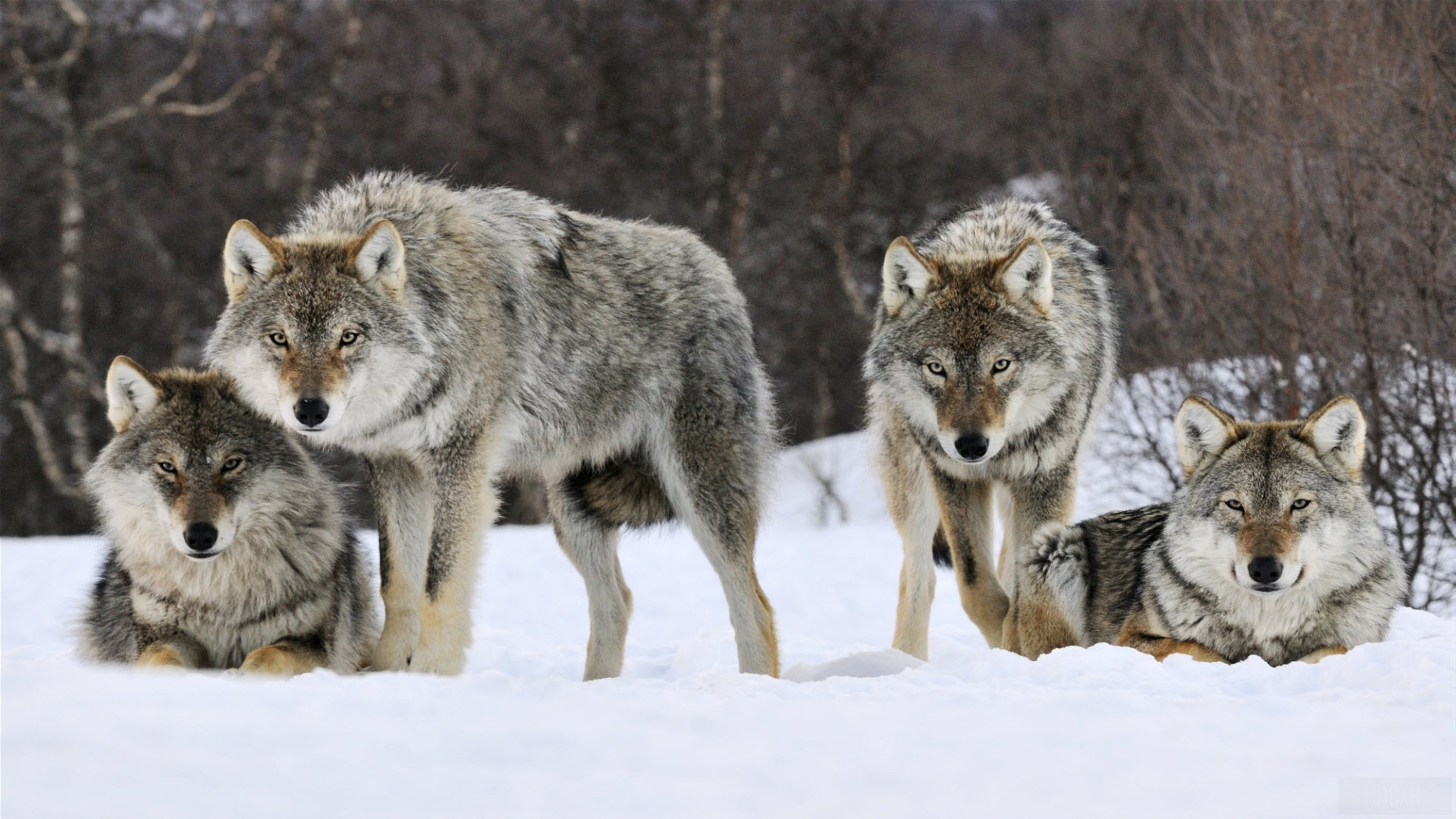 Gray Wolves Norway 4k Gallery HD Wallpaper