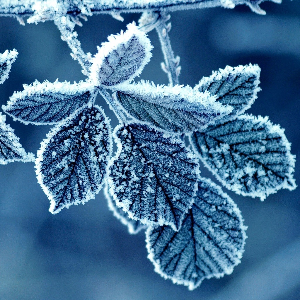 Free Winter Wallpaper for iPad