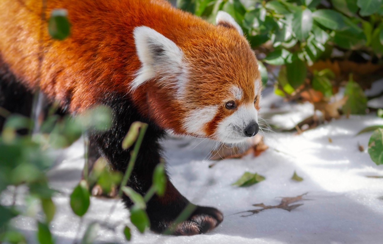 Wallpaper winter, face, leaves, snow, nature, pose, spring, paws, red Panda, walk, red Panda image for desktop, section животные