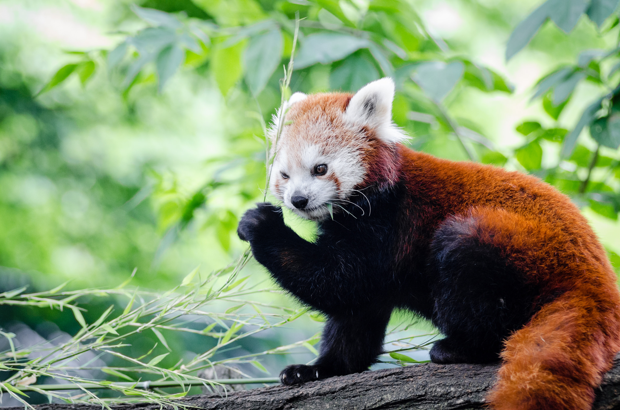 Red Panda eating bamboo