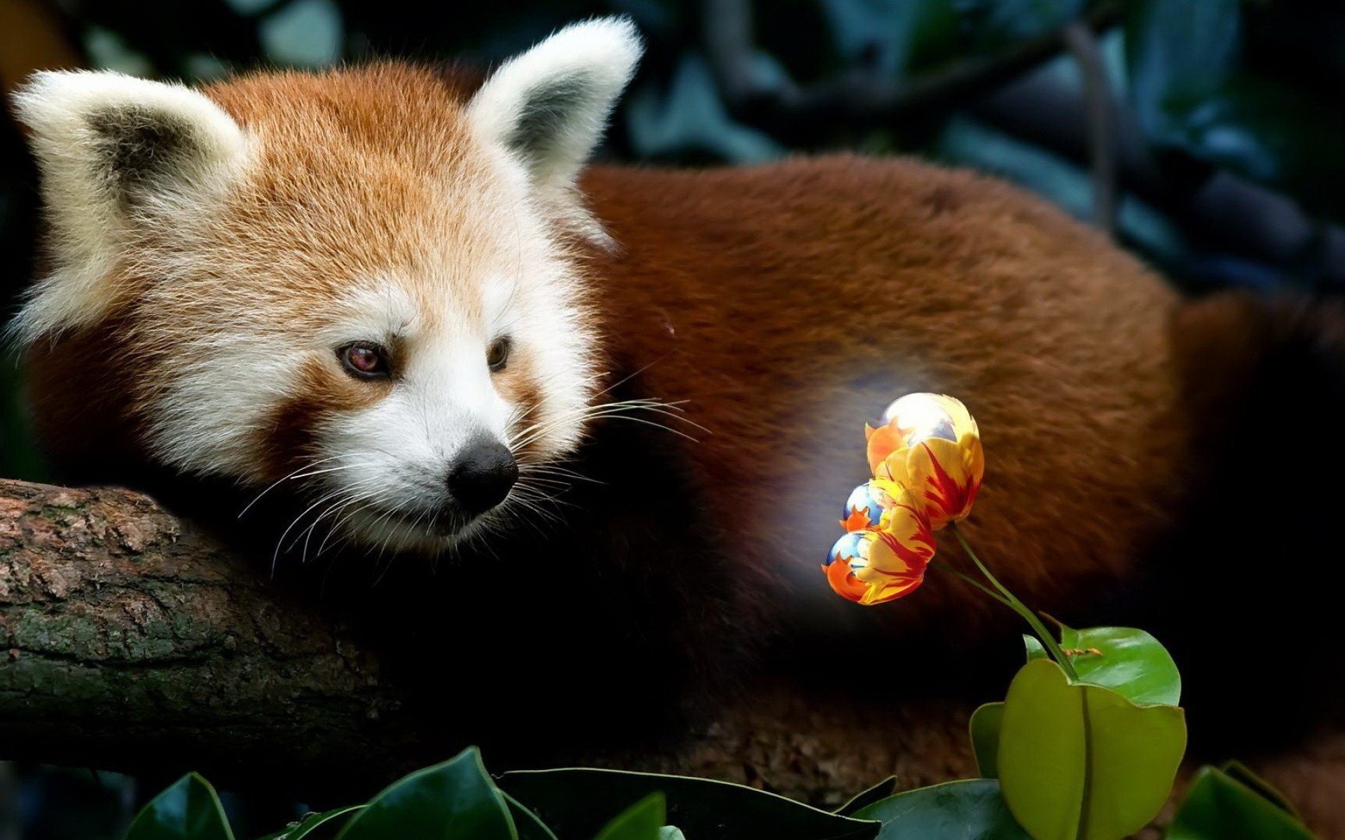 Red Panda HD Wallpaper