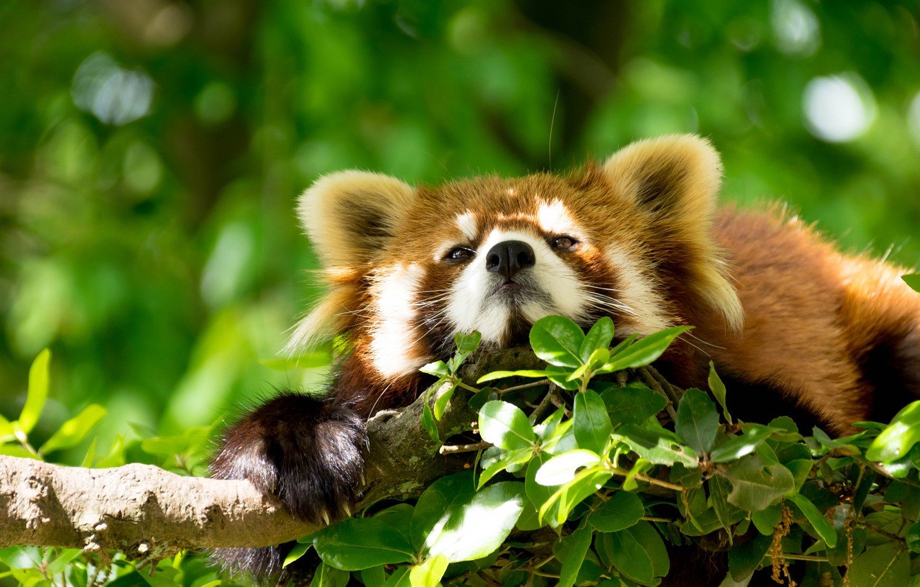 Wallpaper animals, face, nature, green, background, tree, foliage, branch, red Panda, Sunny, wildlife, red Panda image for desktop, section животные