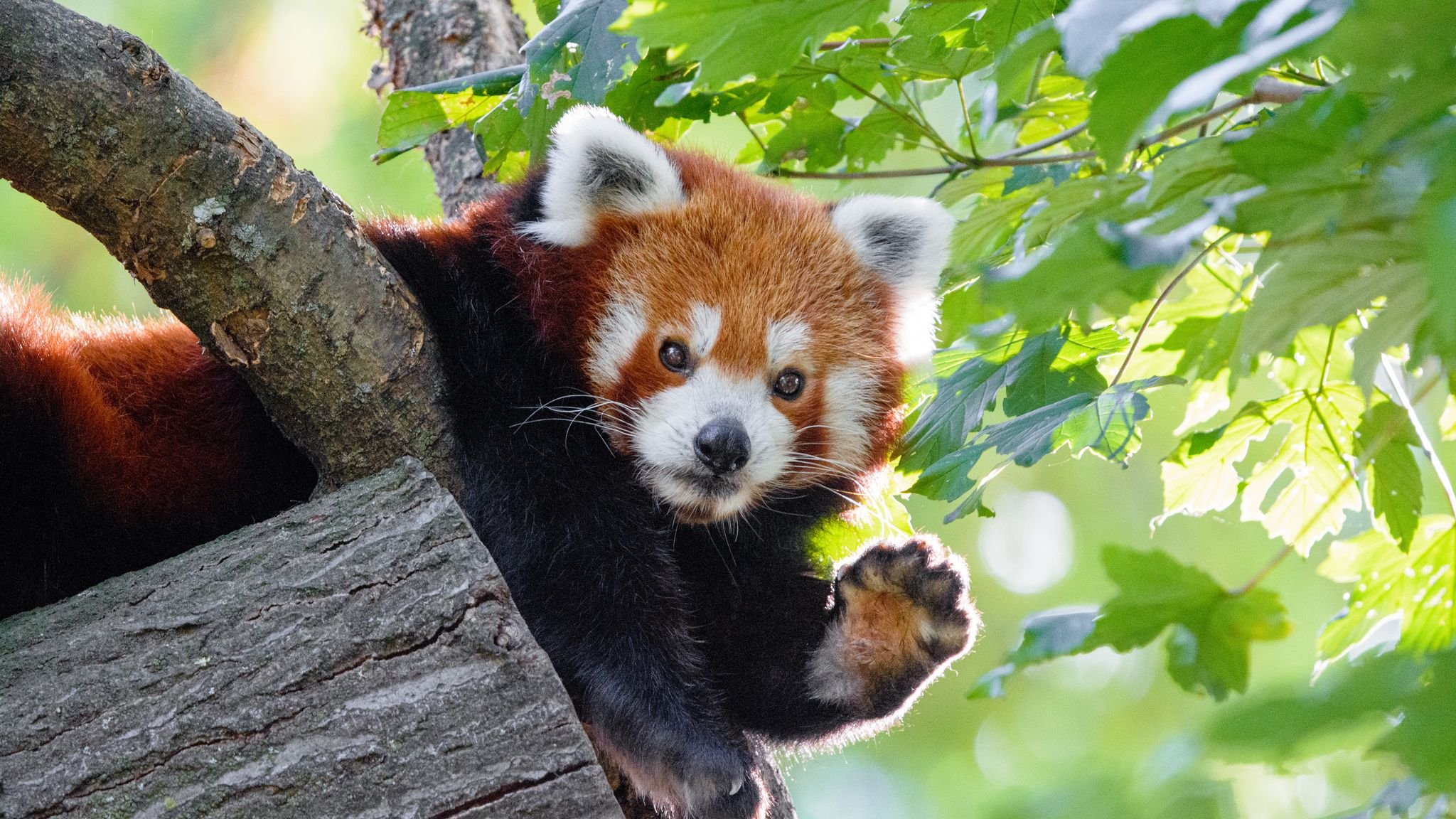 Download wallpaper 2048x1152 red panda, funny, animal, paw ultrawide monitor HD background