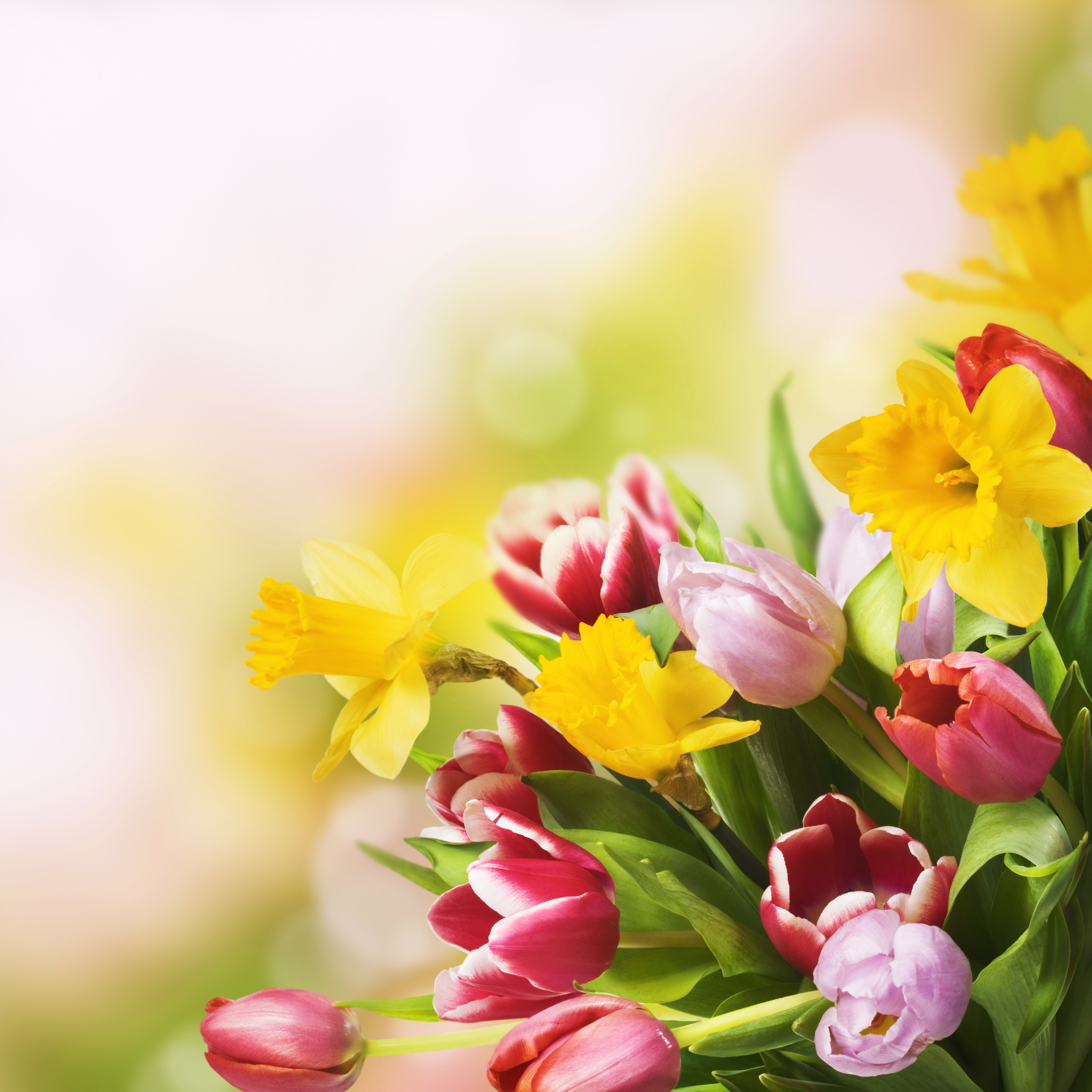 Spring Flowers Background​-Quality Free Image and Transparent PNG Clipart