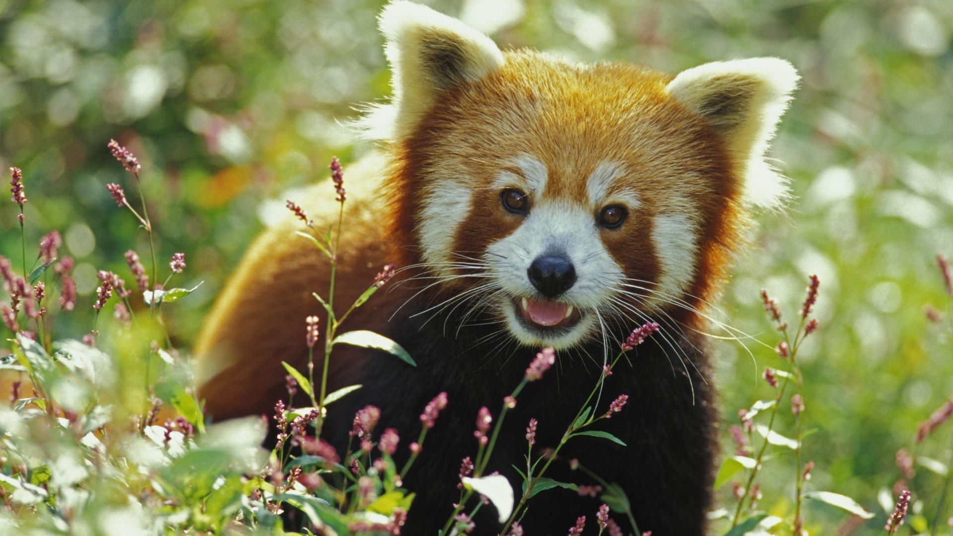 Red panda Wallpaper Download