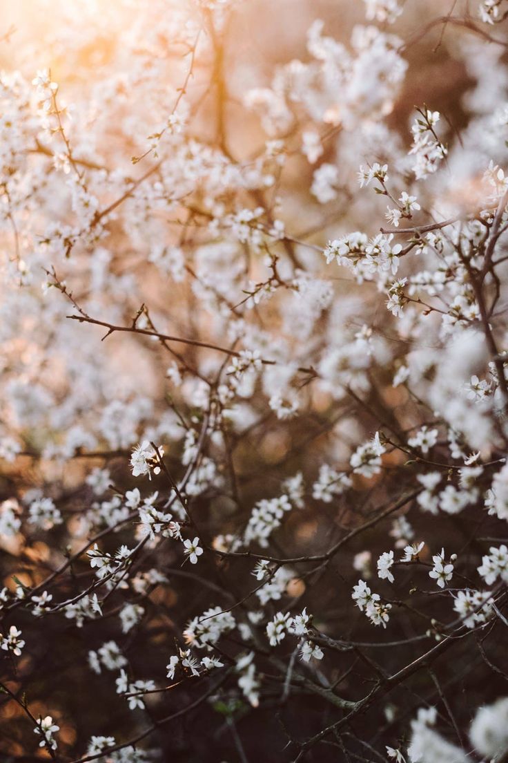 Garden flowers. KRAUTKOPF. Spring wallpaper, Flower aesthetic, Spring photography