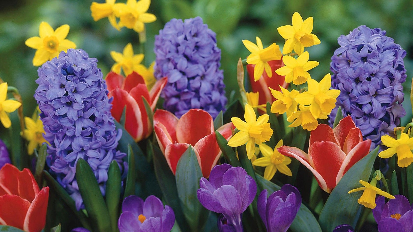 Send Spring flowers to Ukraine
